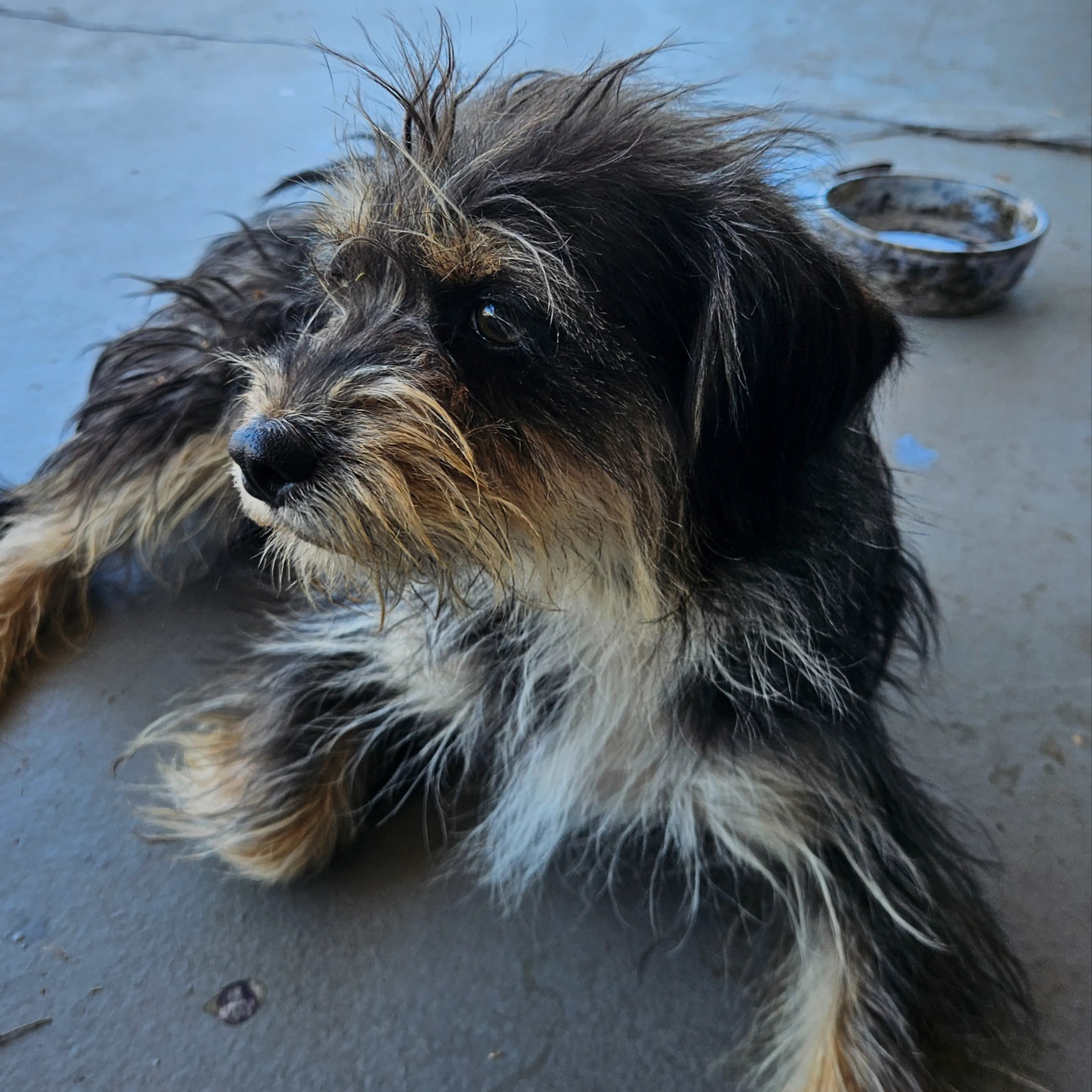 Found pet-1
