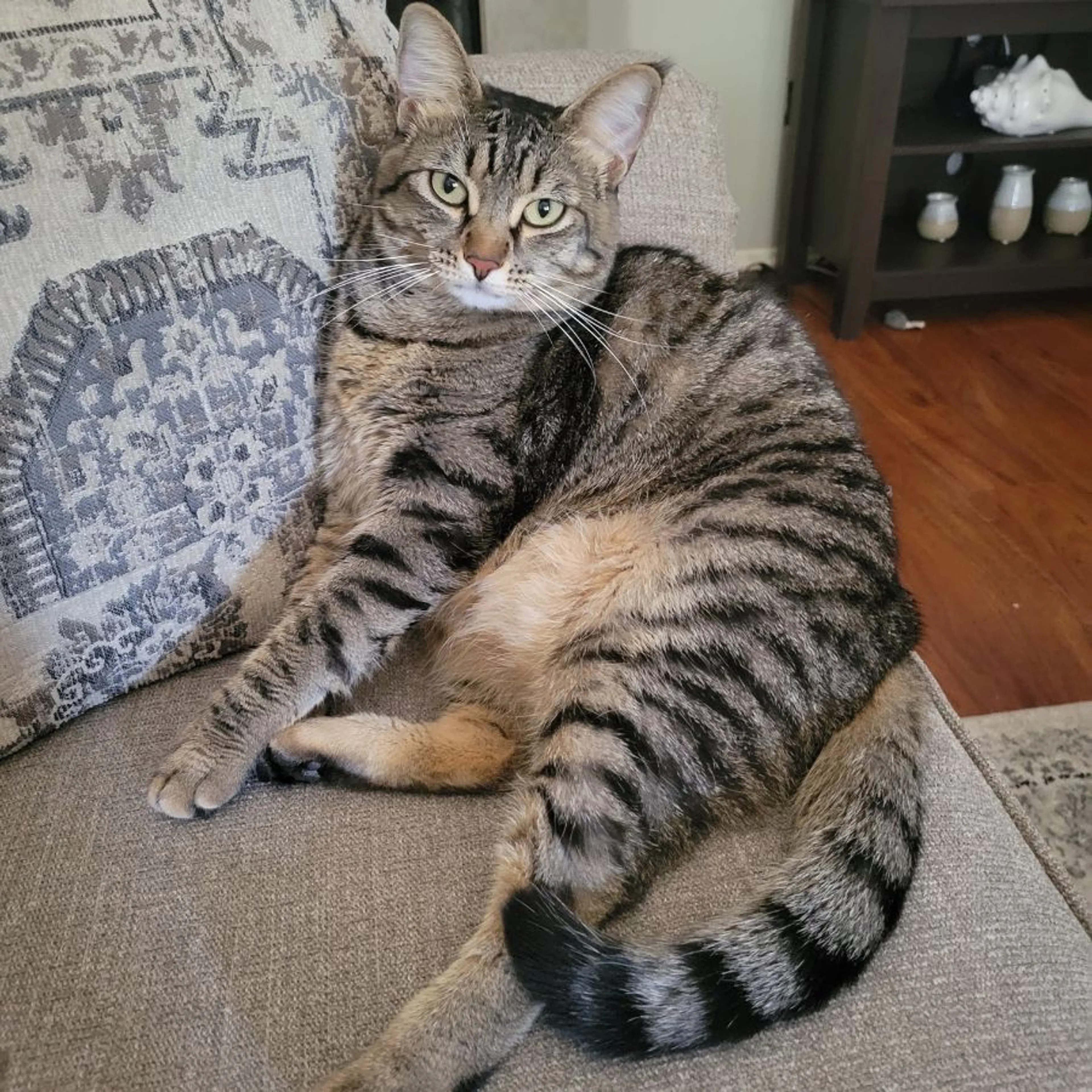 Lost pet