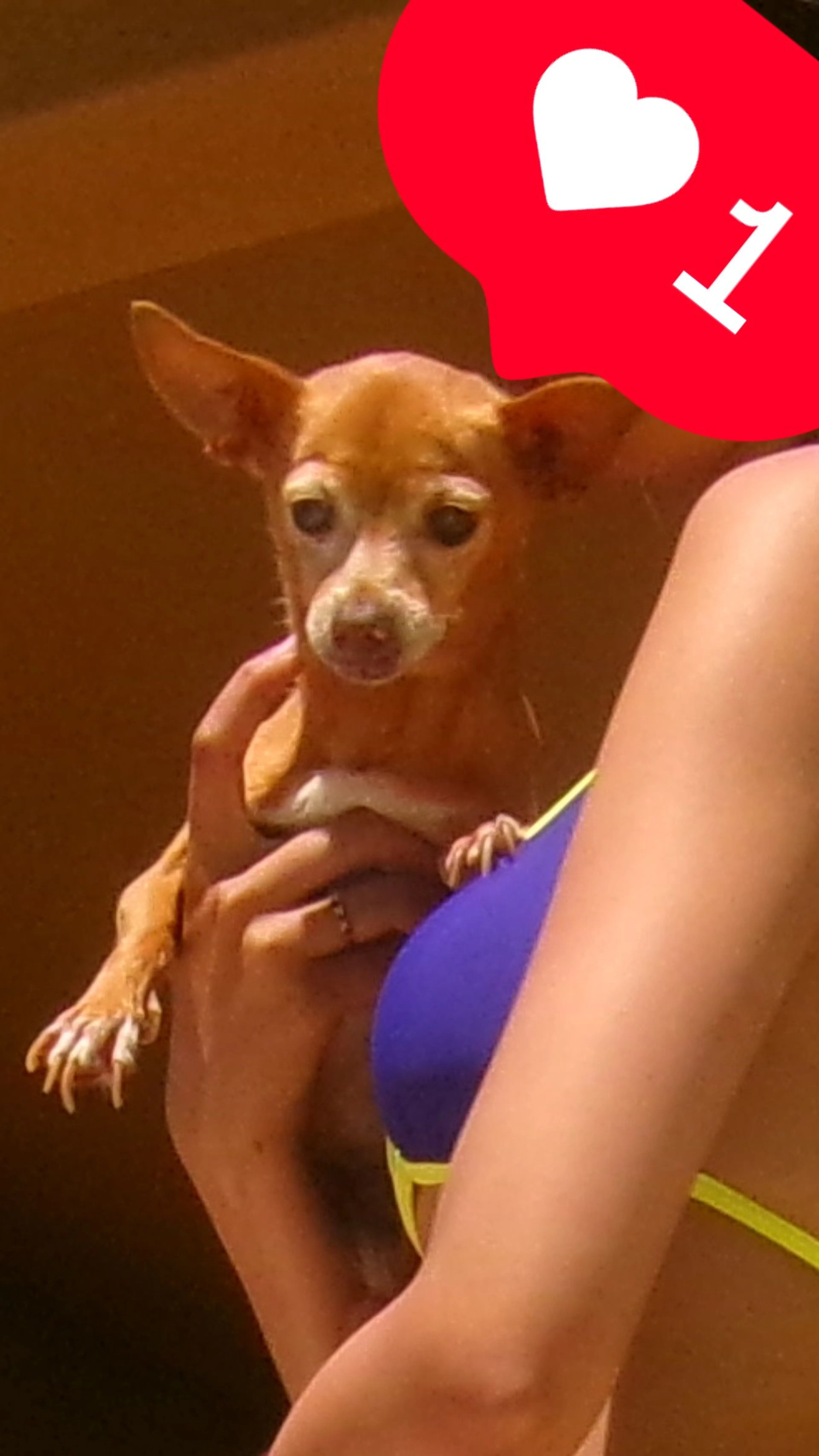 Lost pet-1