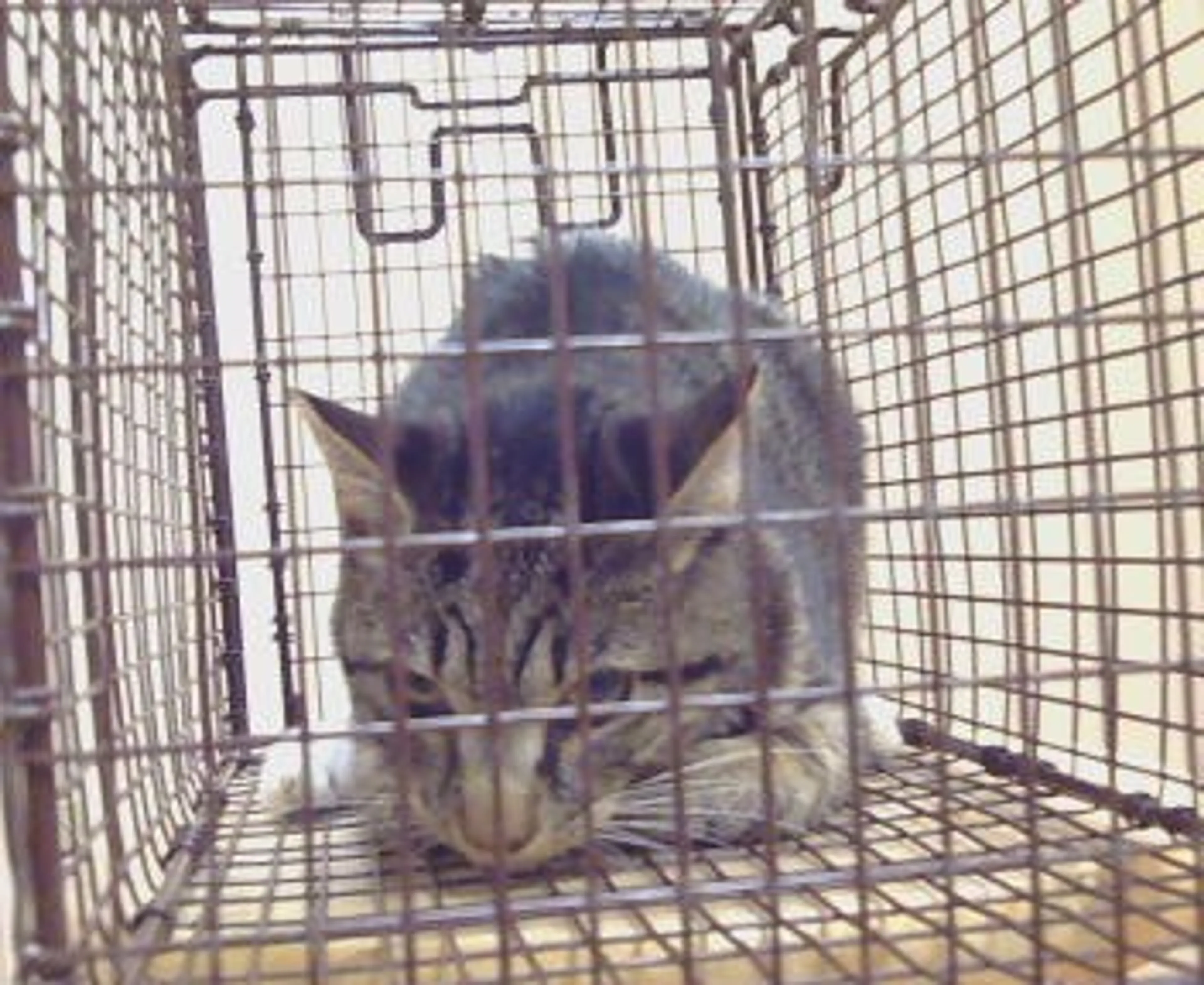 Found pet