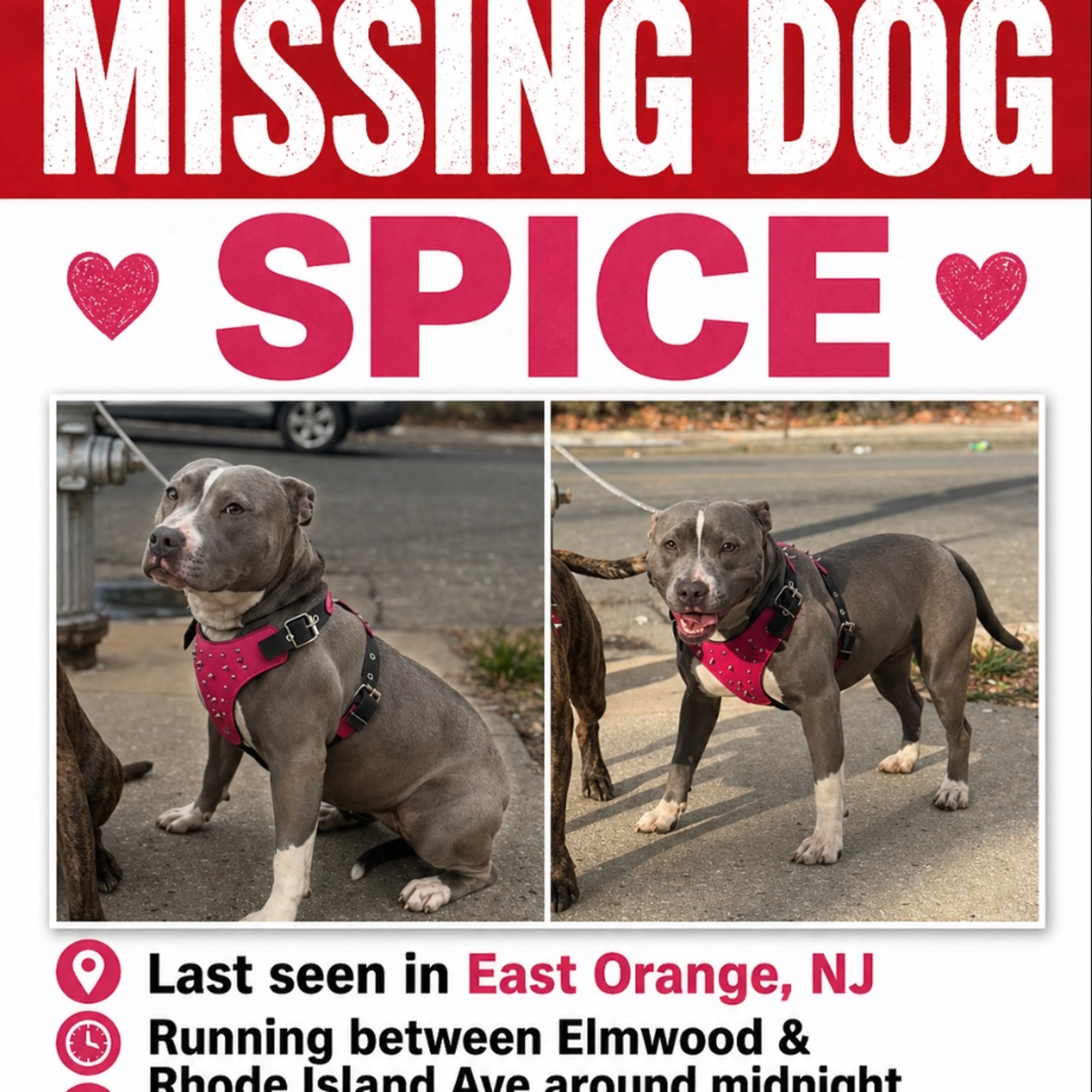 Lost pet