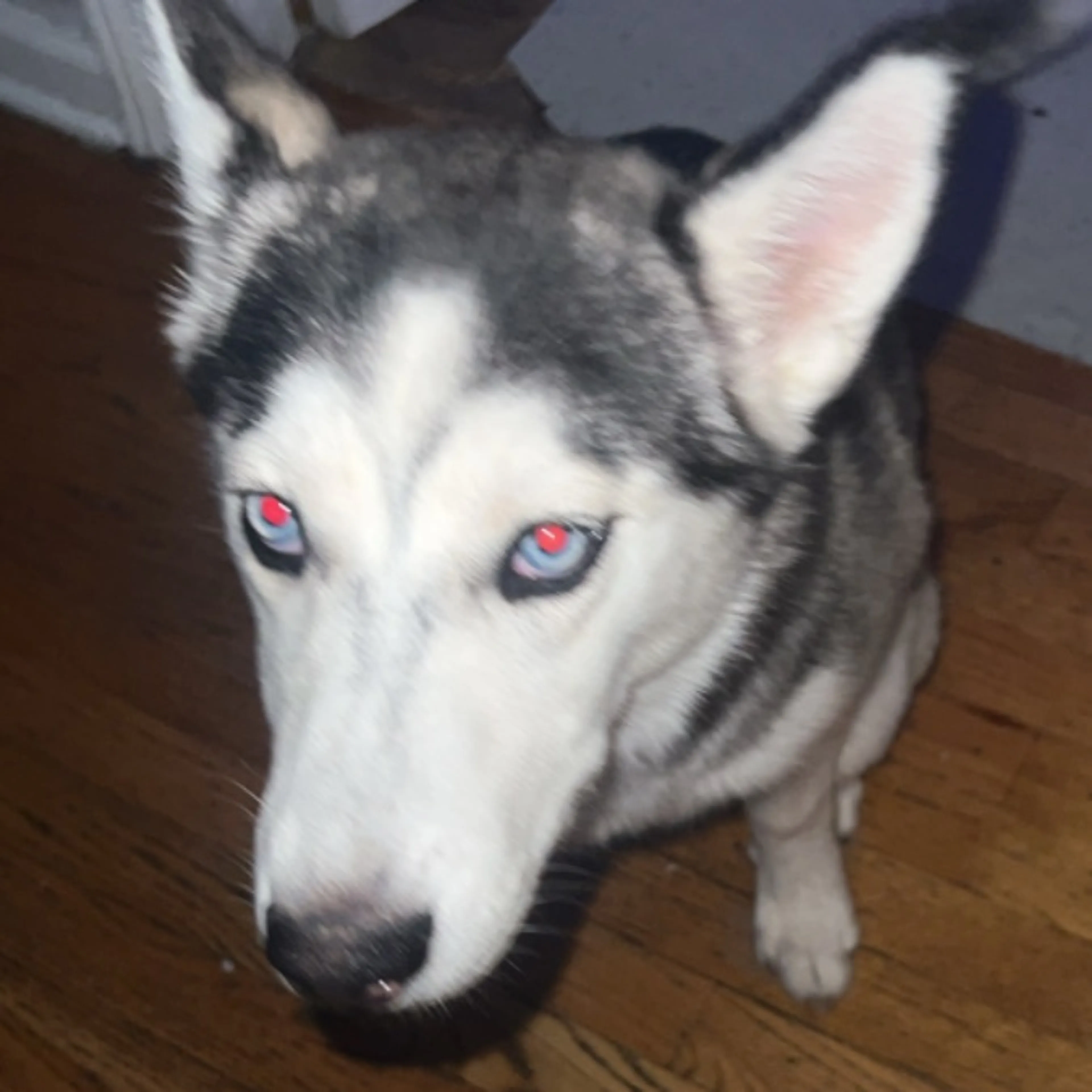 Found pet