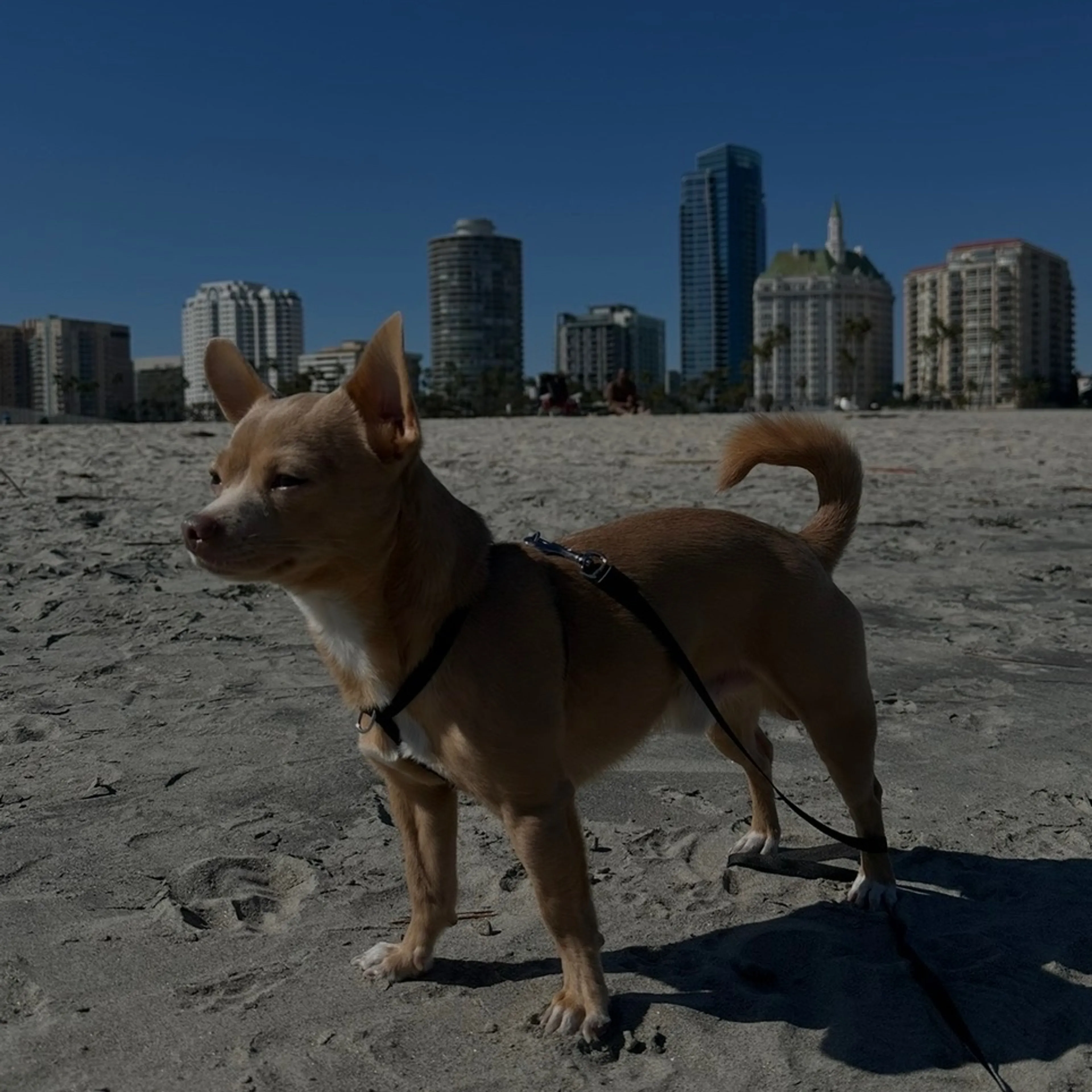 Lost pet-1