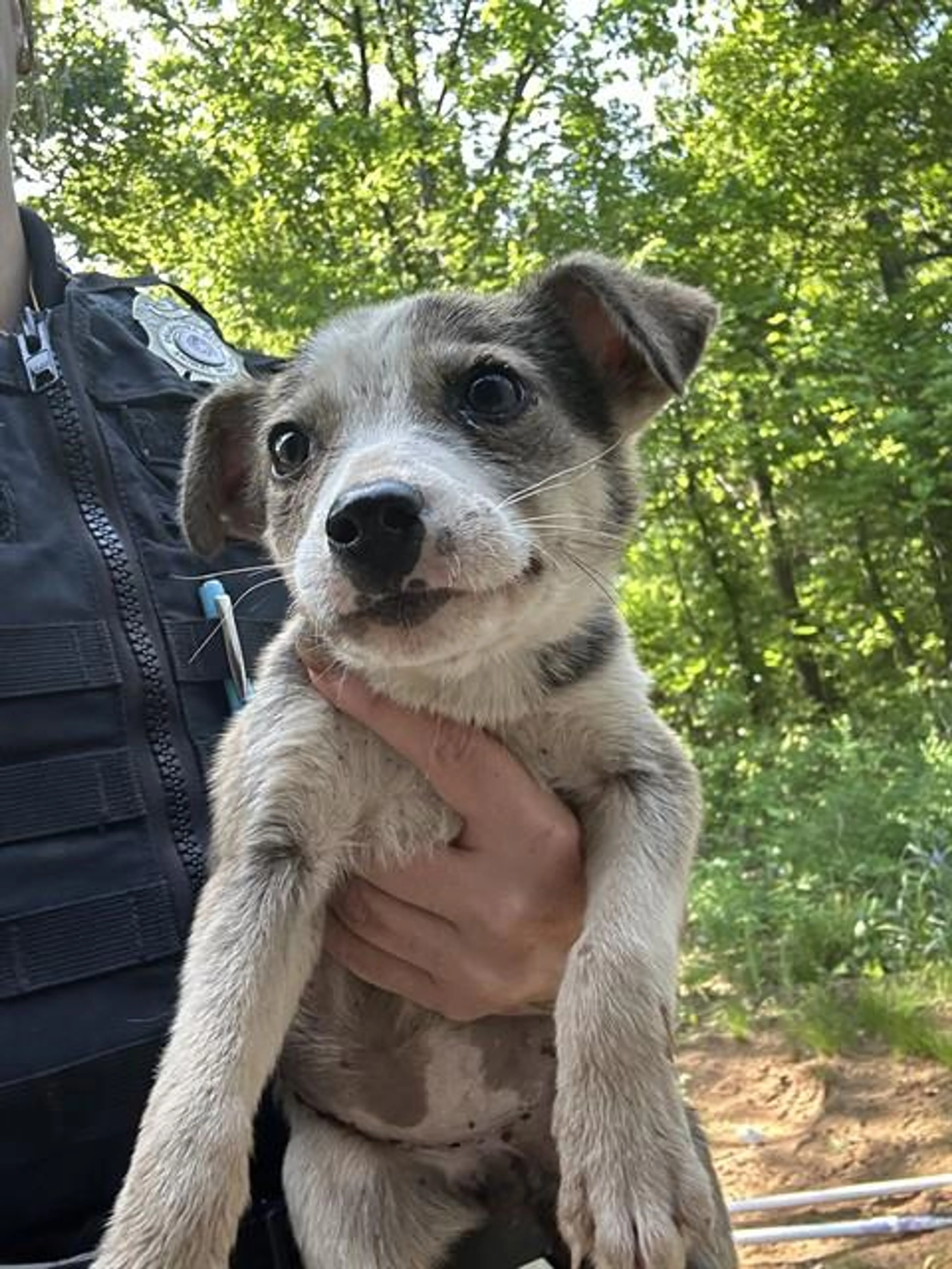 Found pet