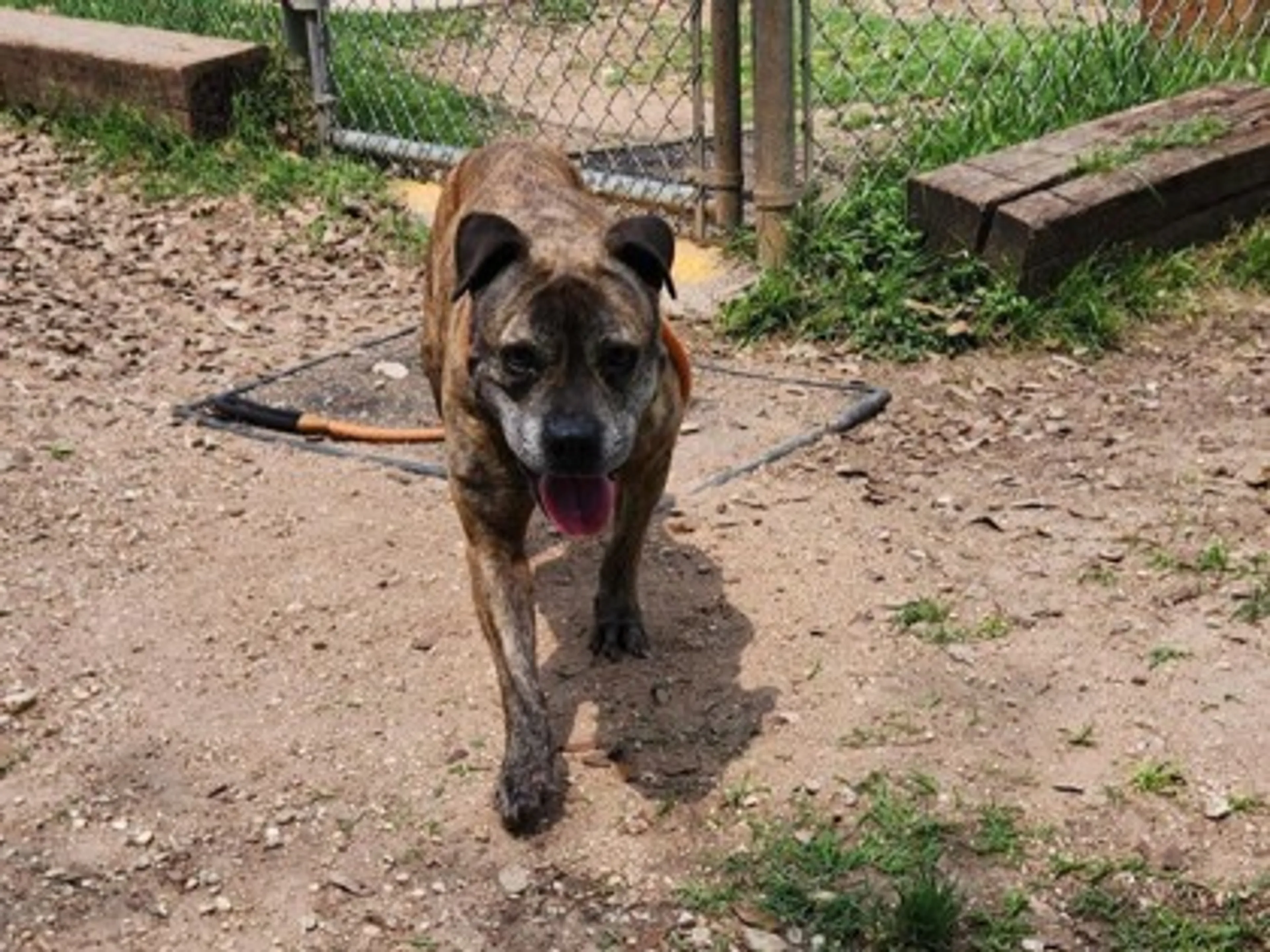 Found pet-1