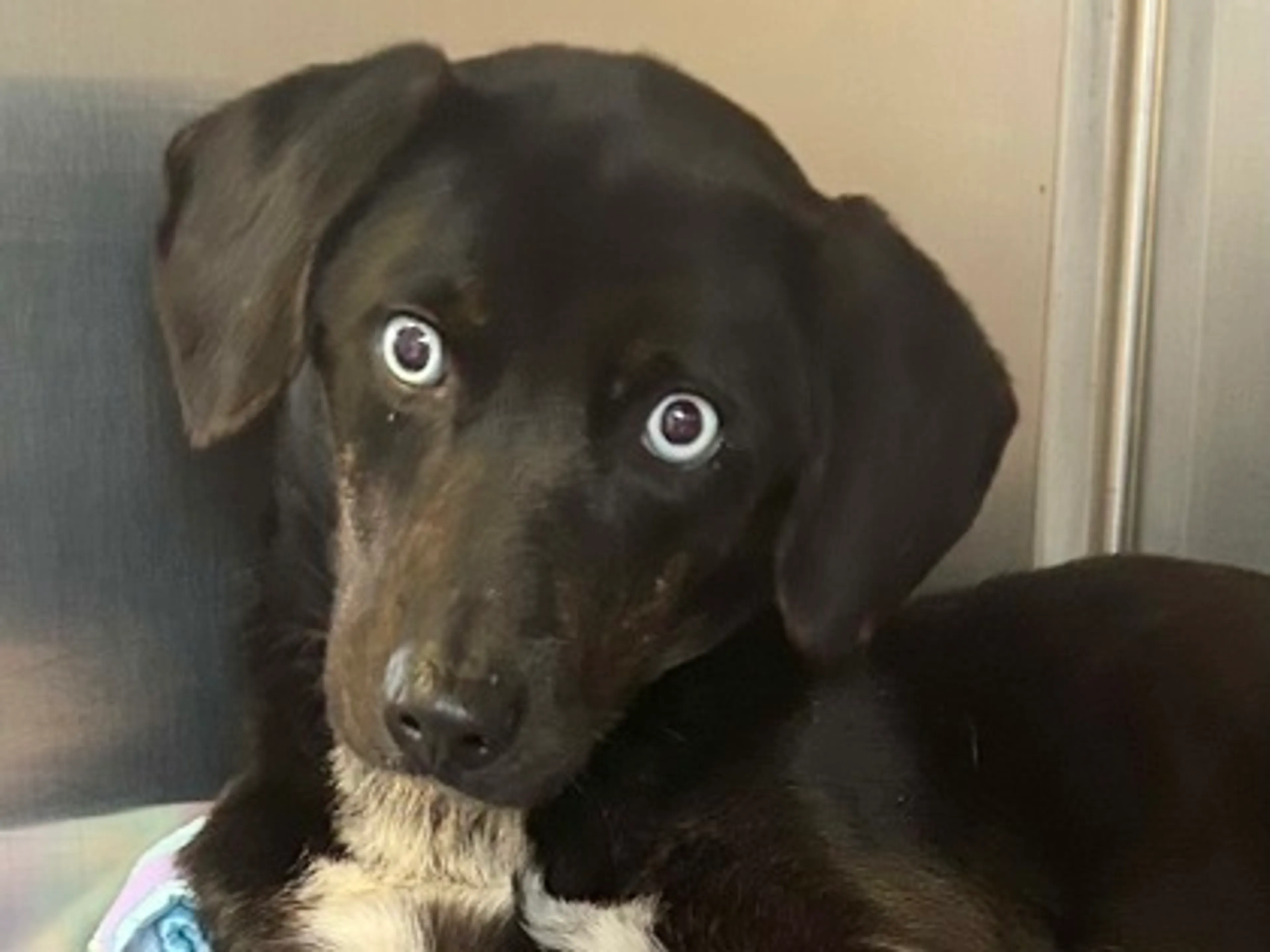 Found pet-1