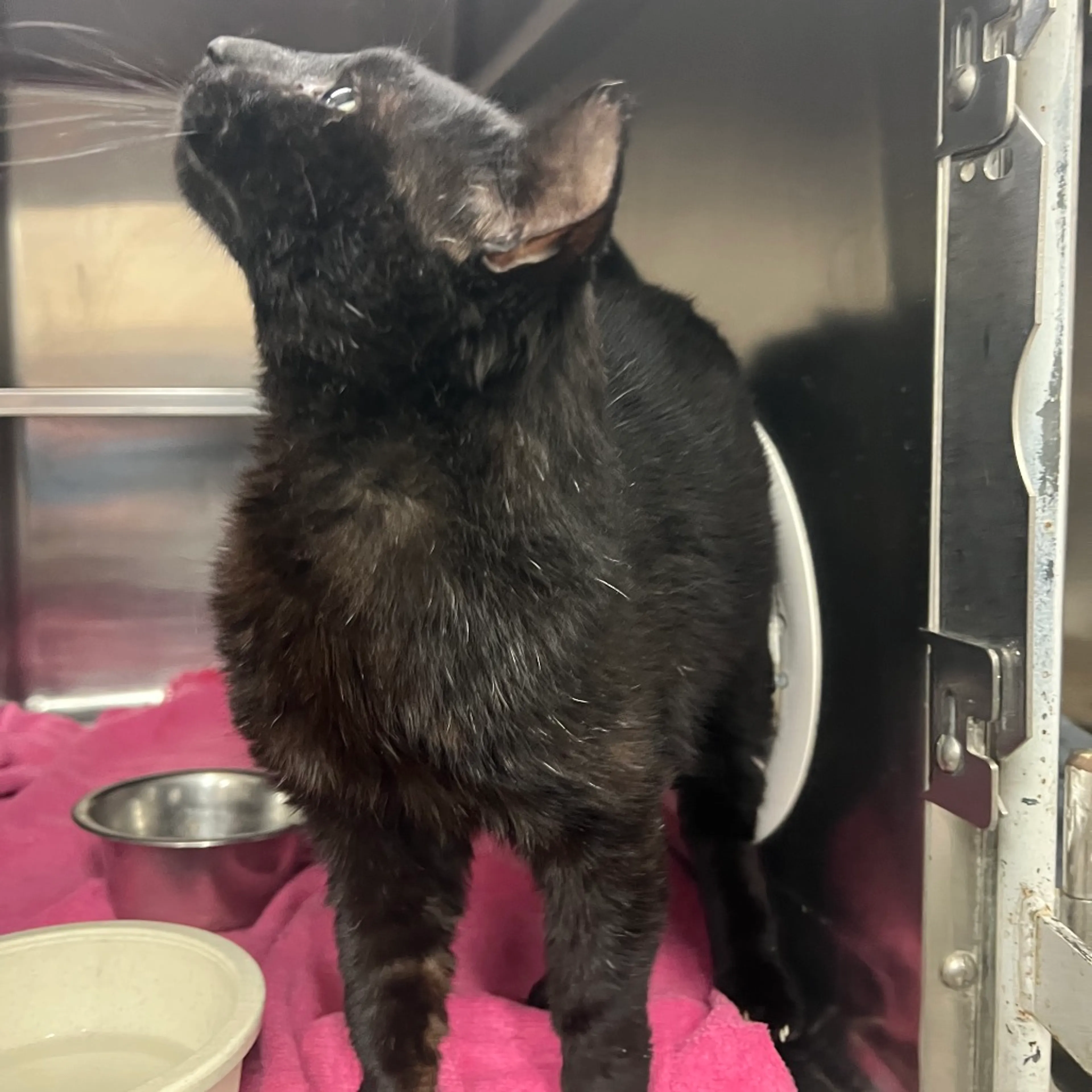 Found pet-9