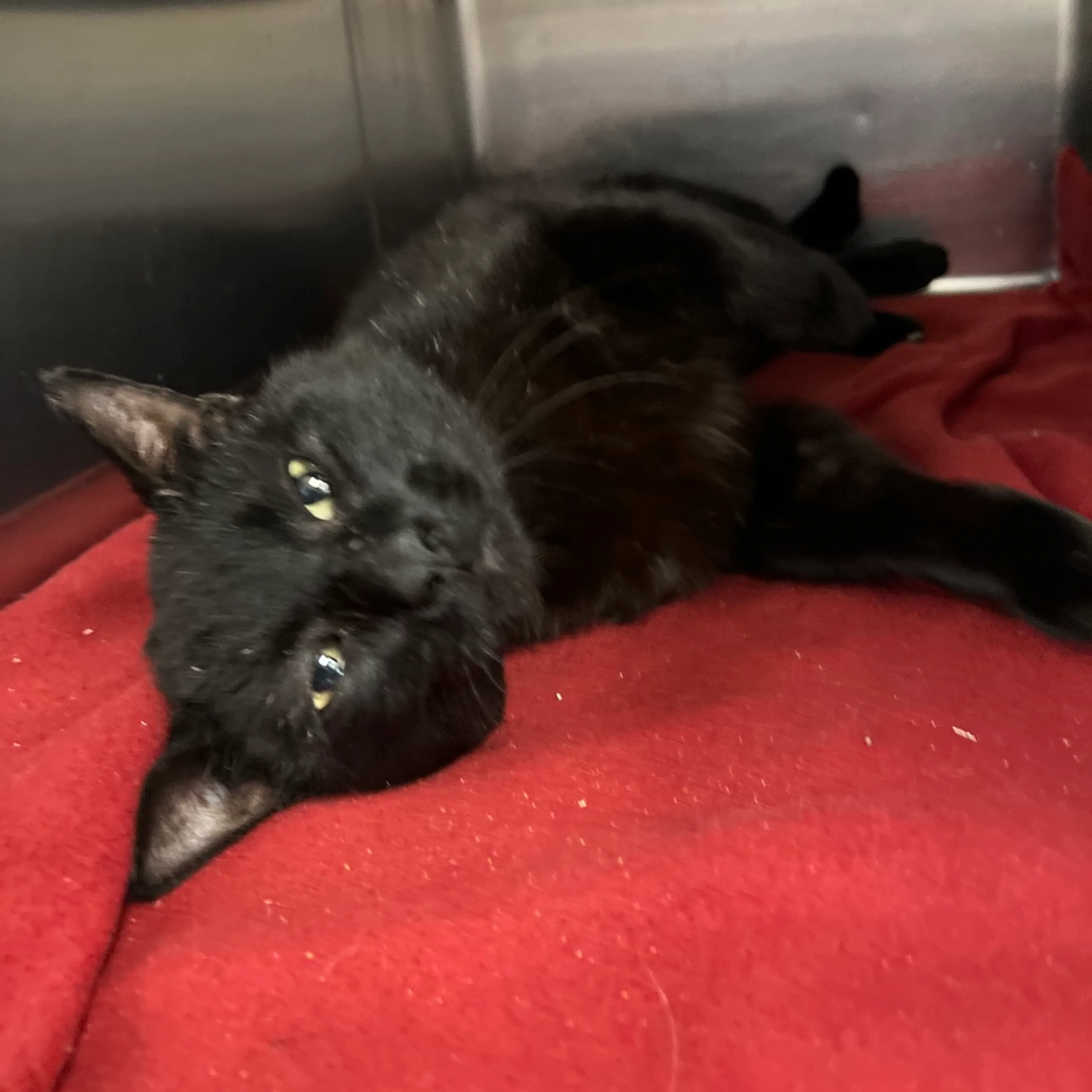 Found pet-4