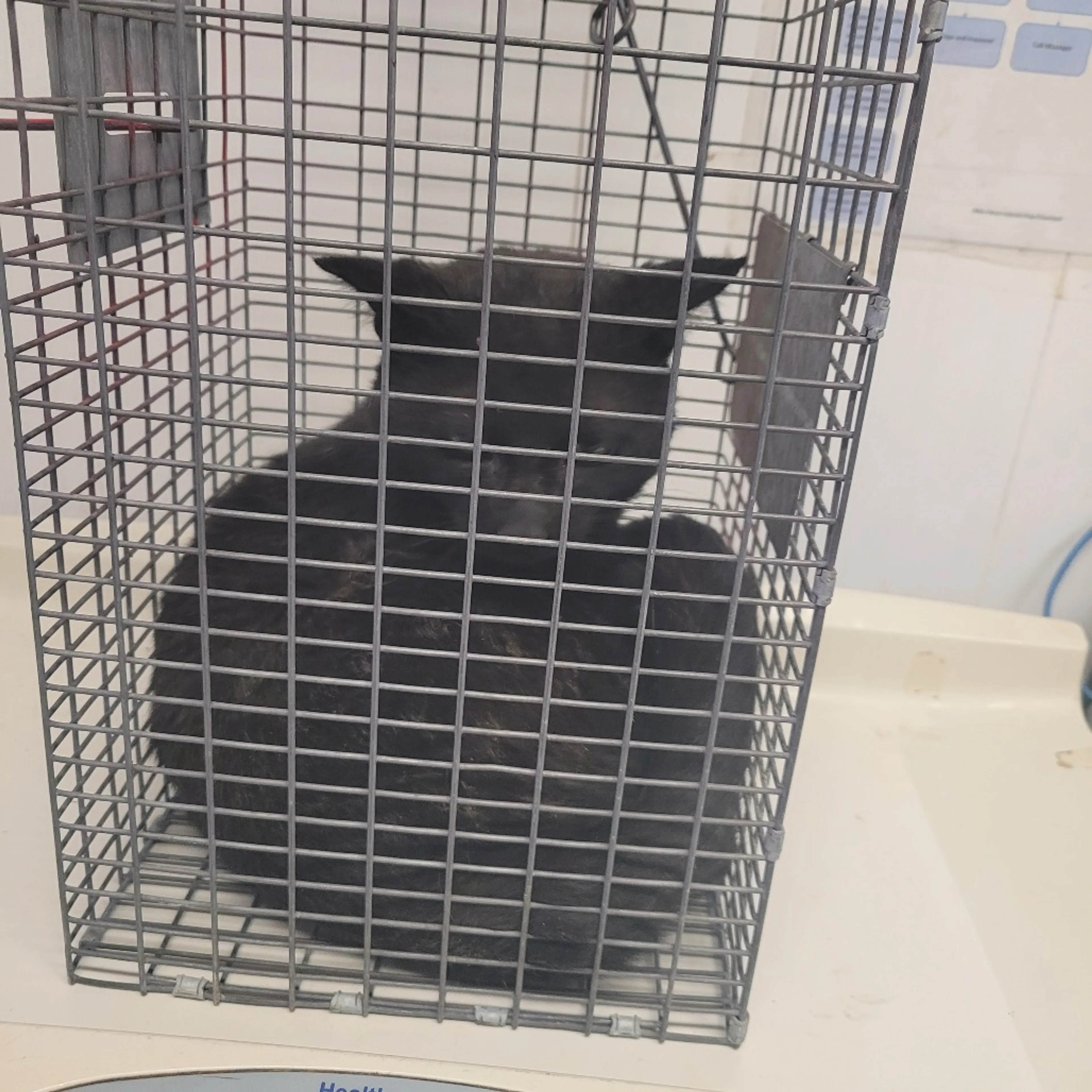 Found pet-1