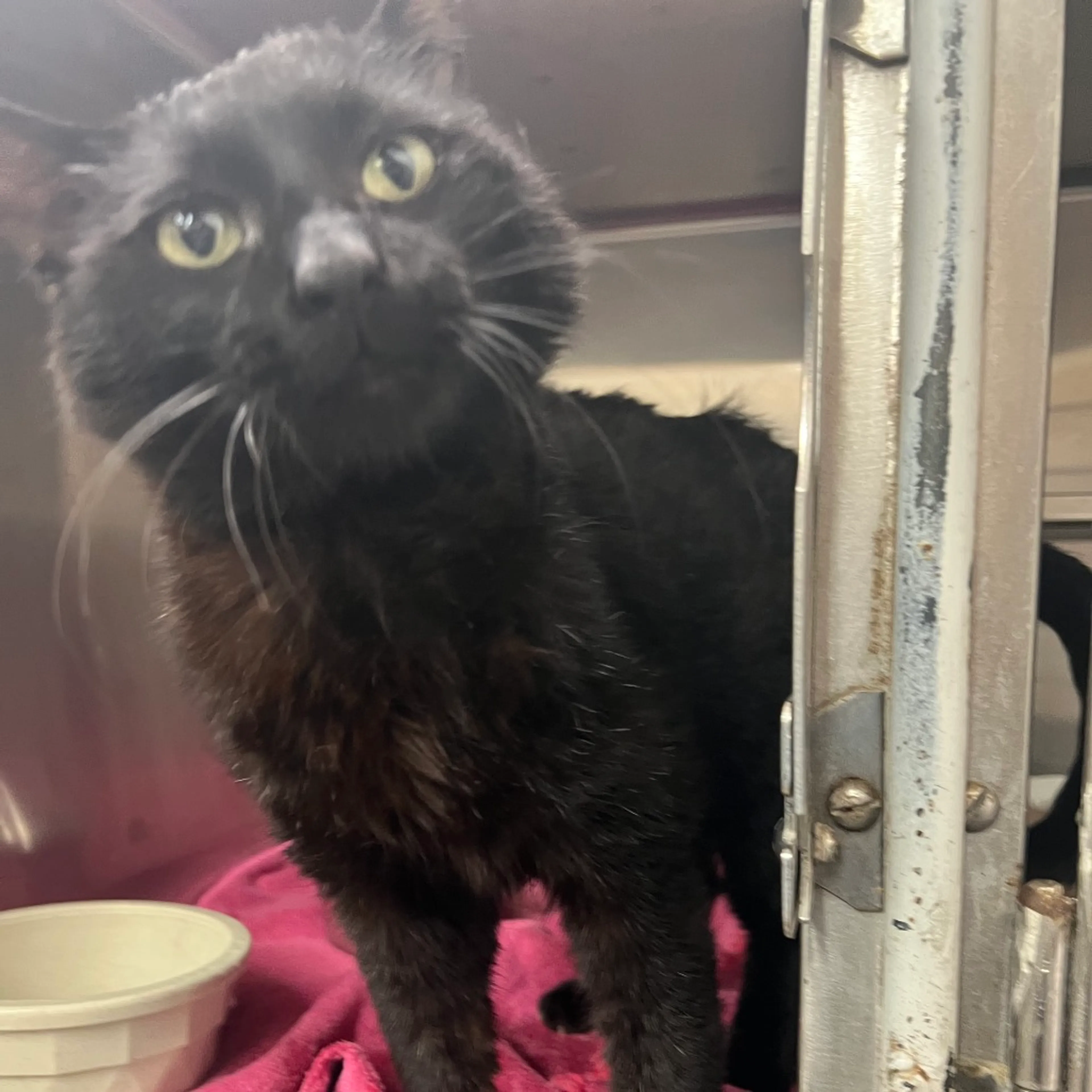 Found pet-6