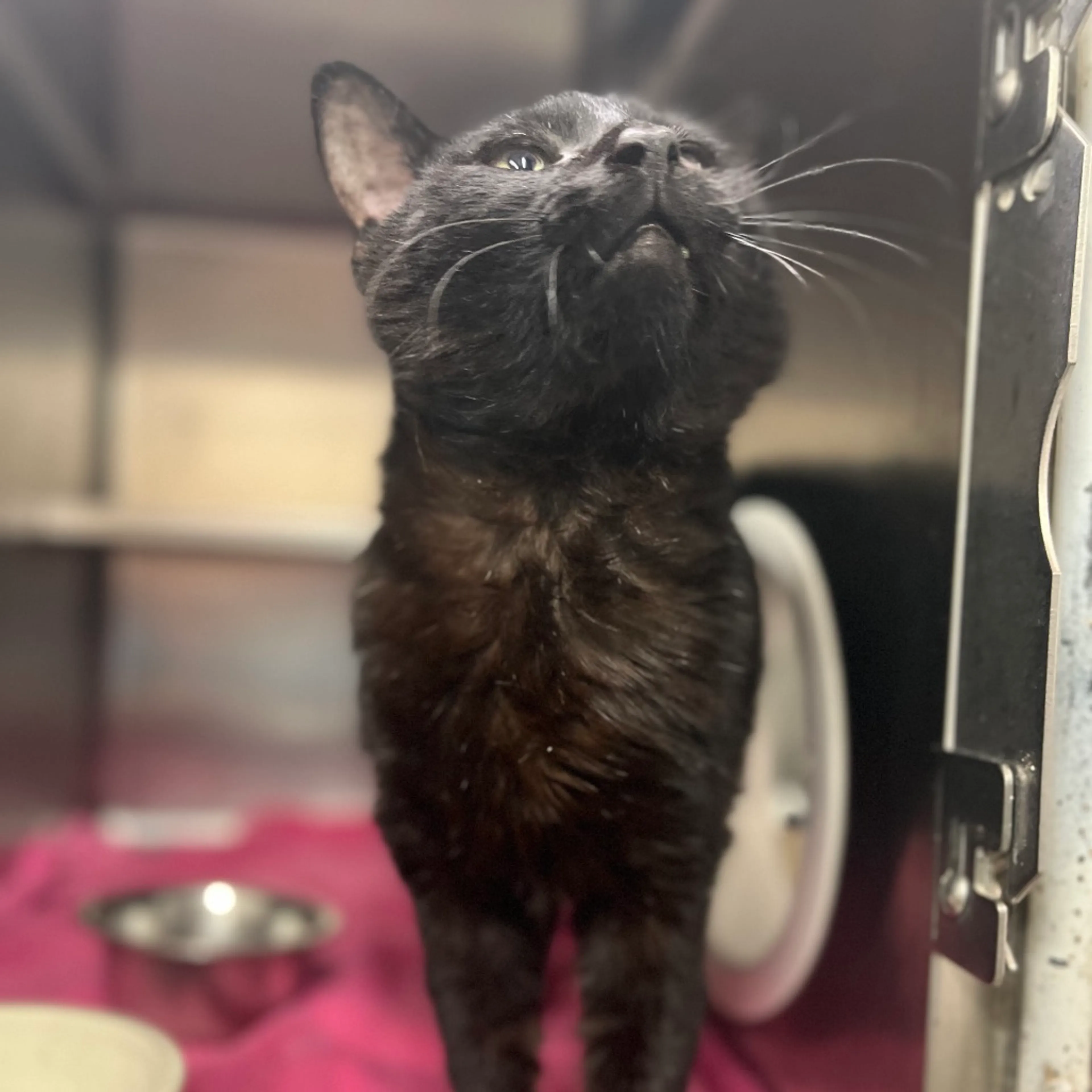 Found pet-8
