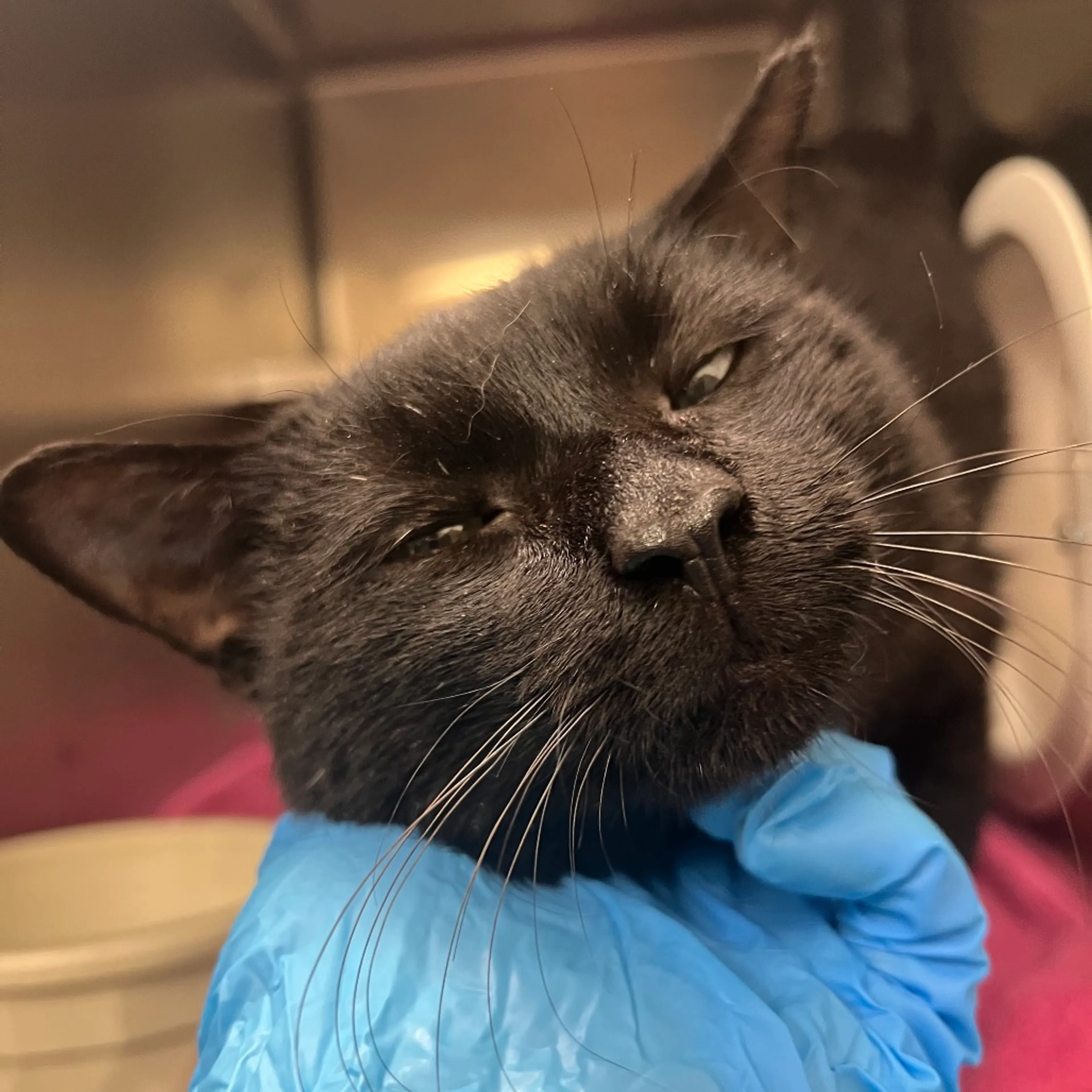 Found pet-7