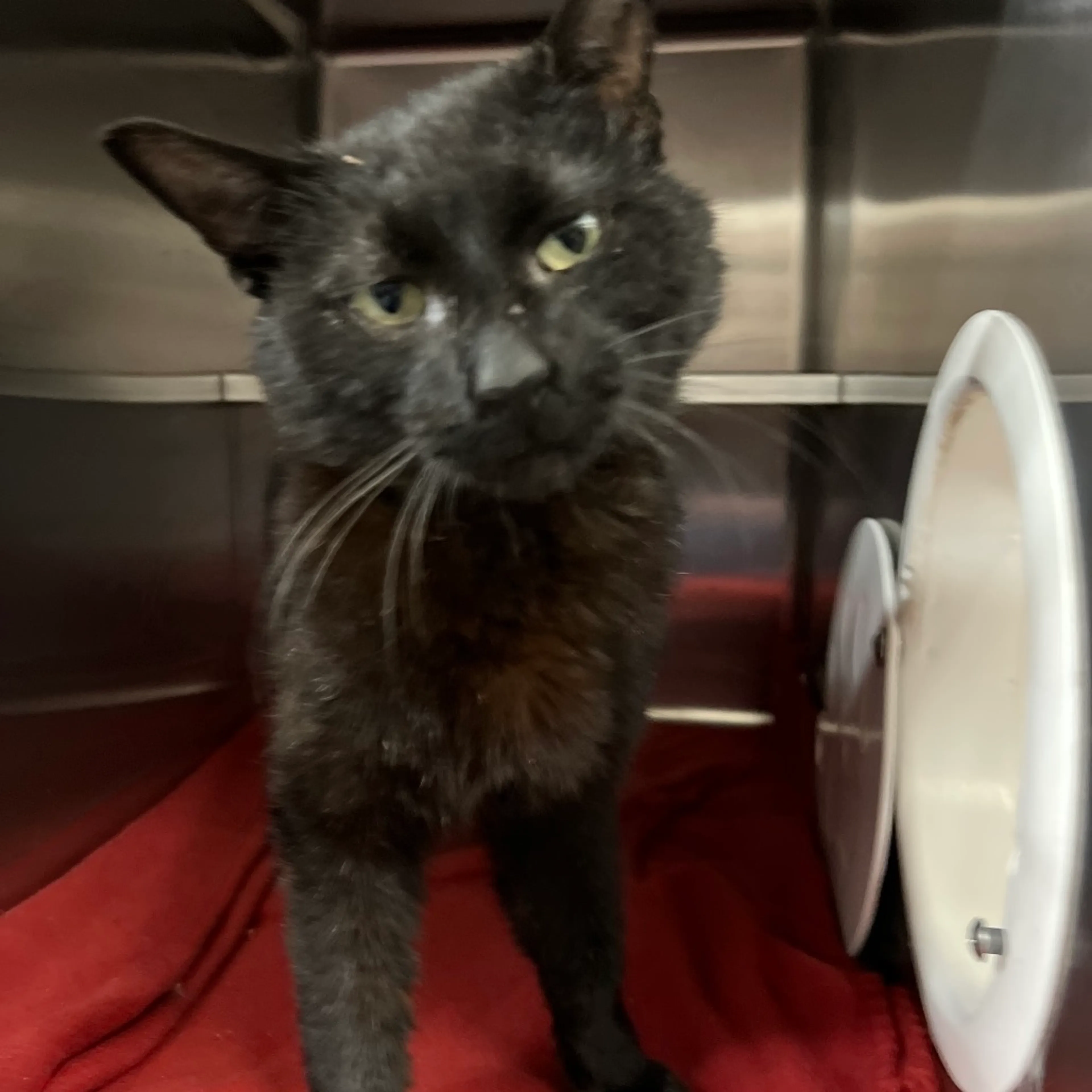 Found pet-2