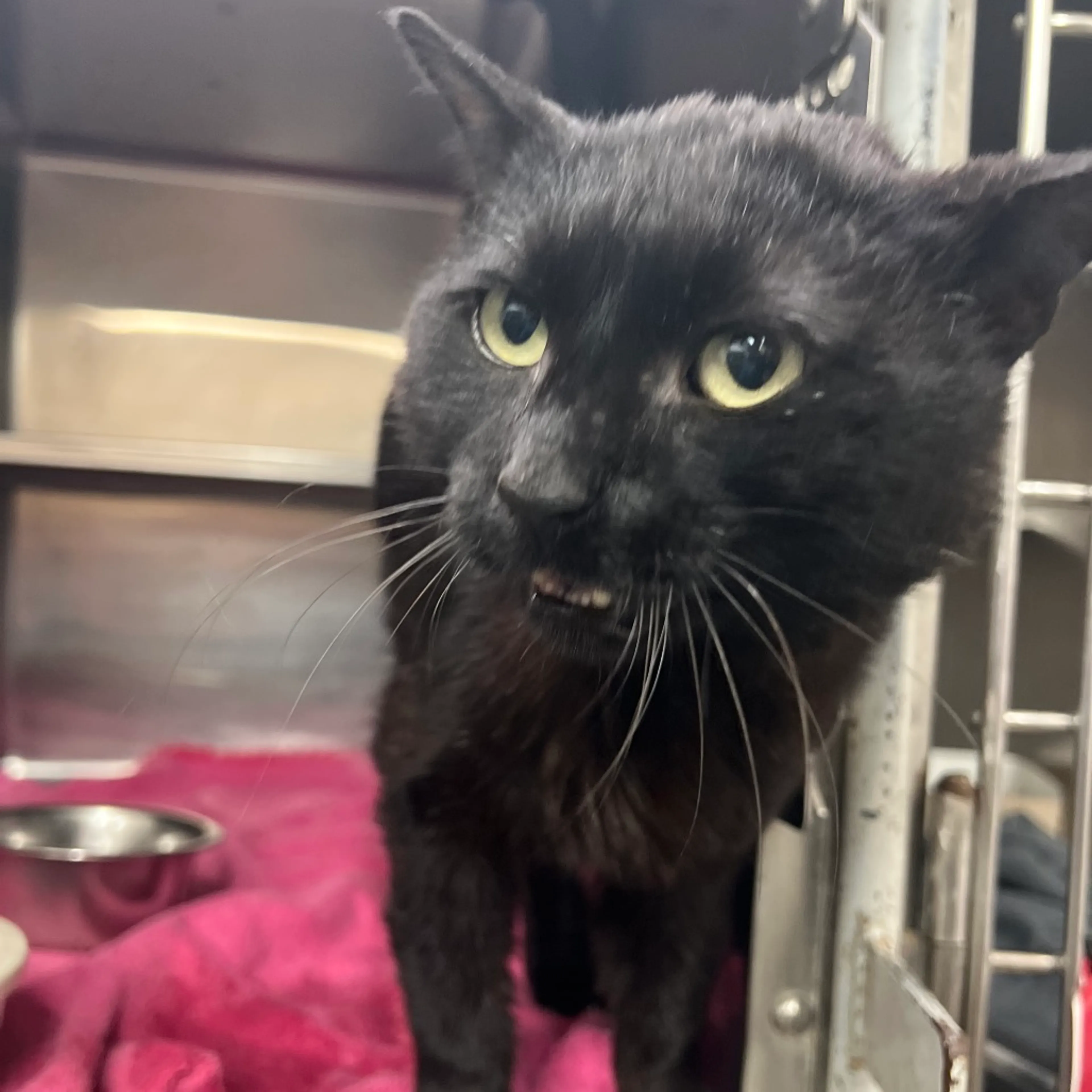 Found pet-5