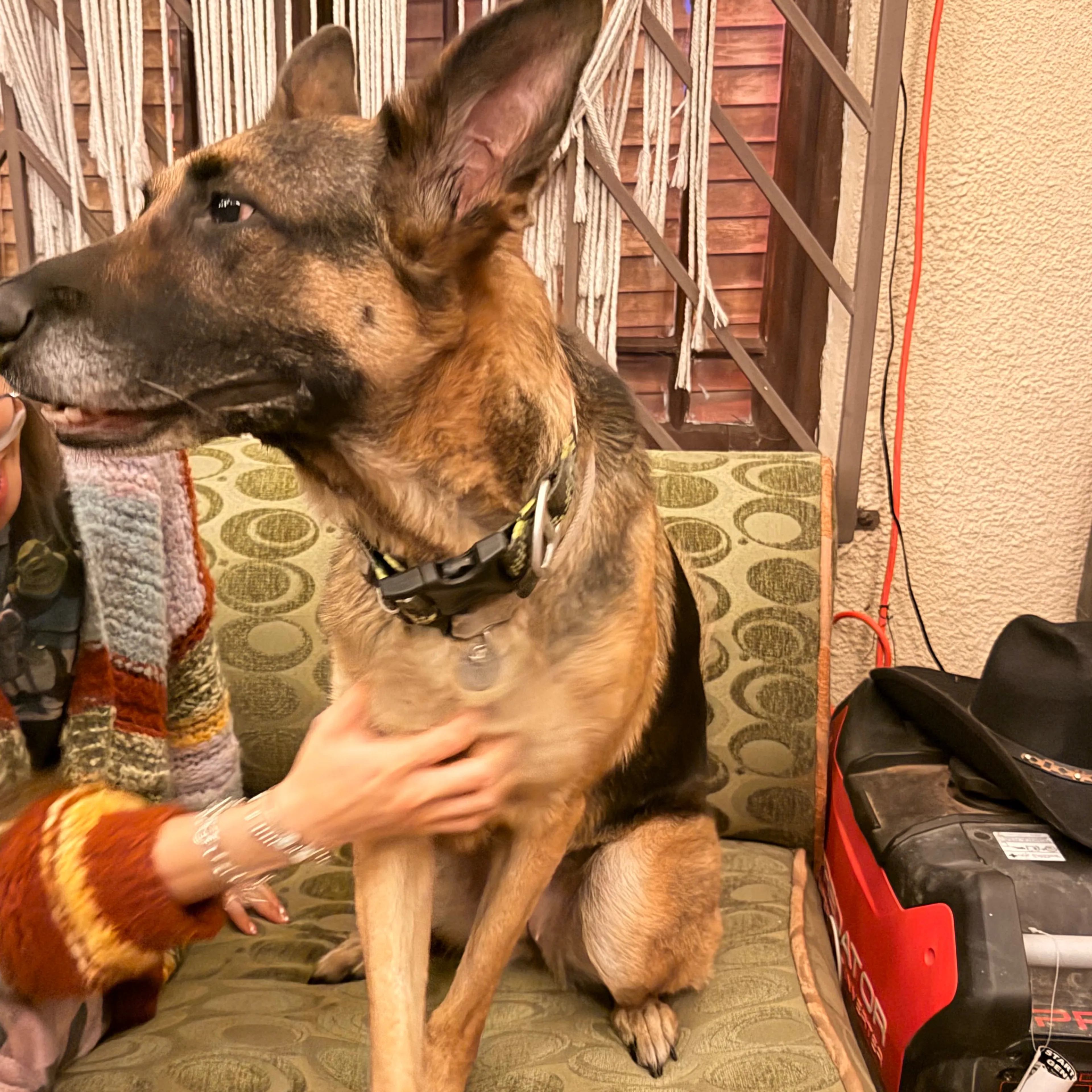 Found pet-1