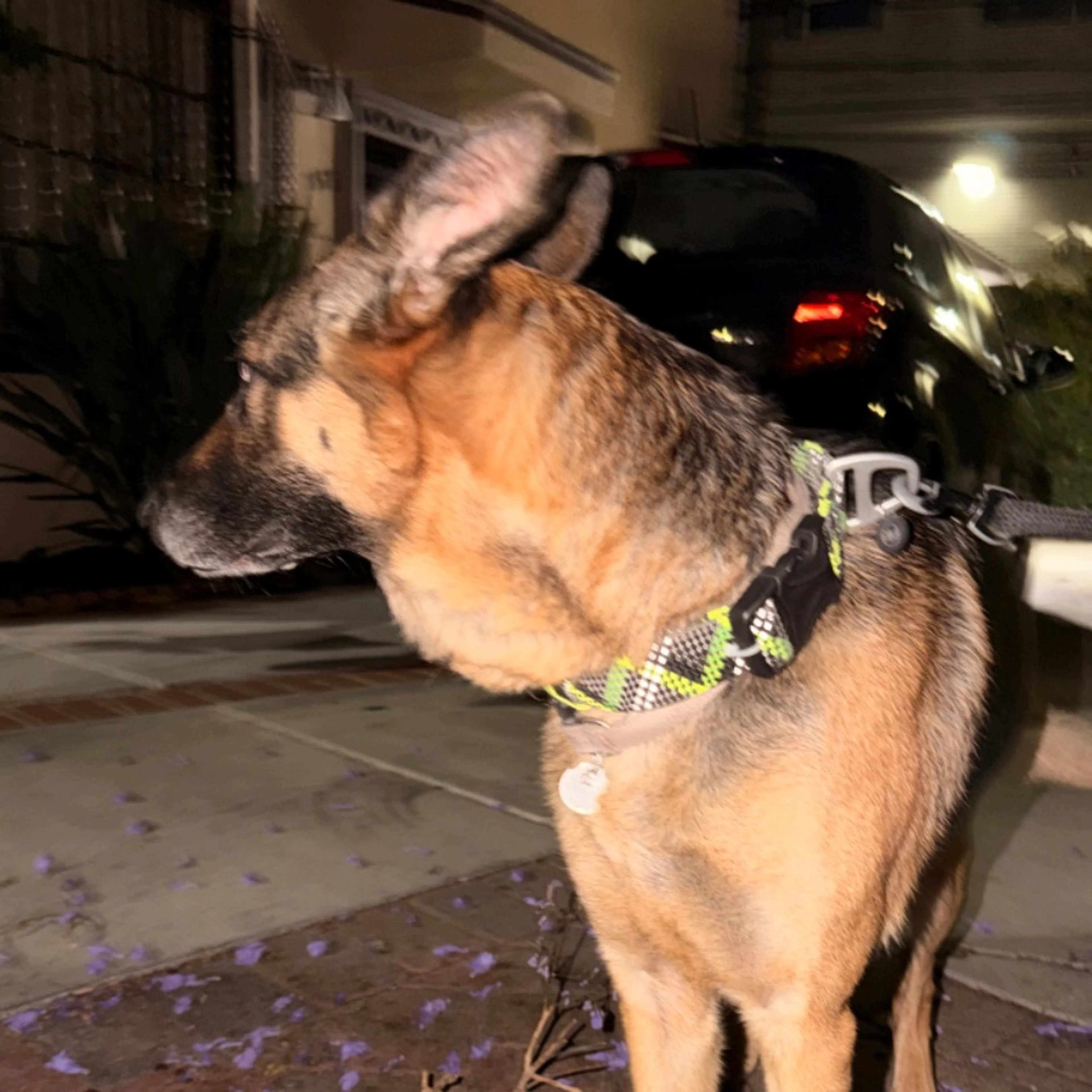 Found pet-0