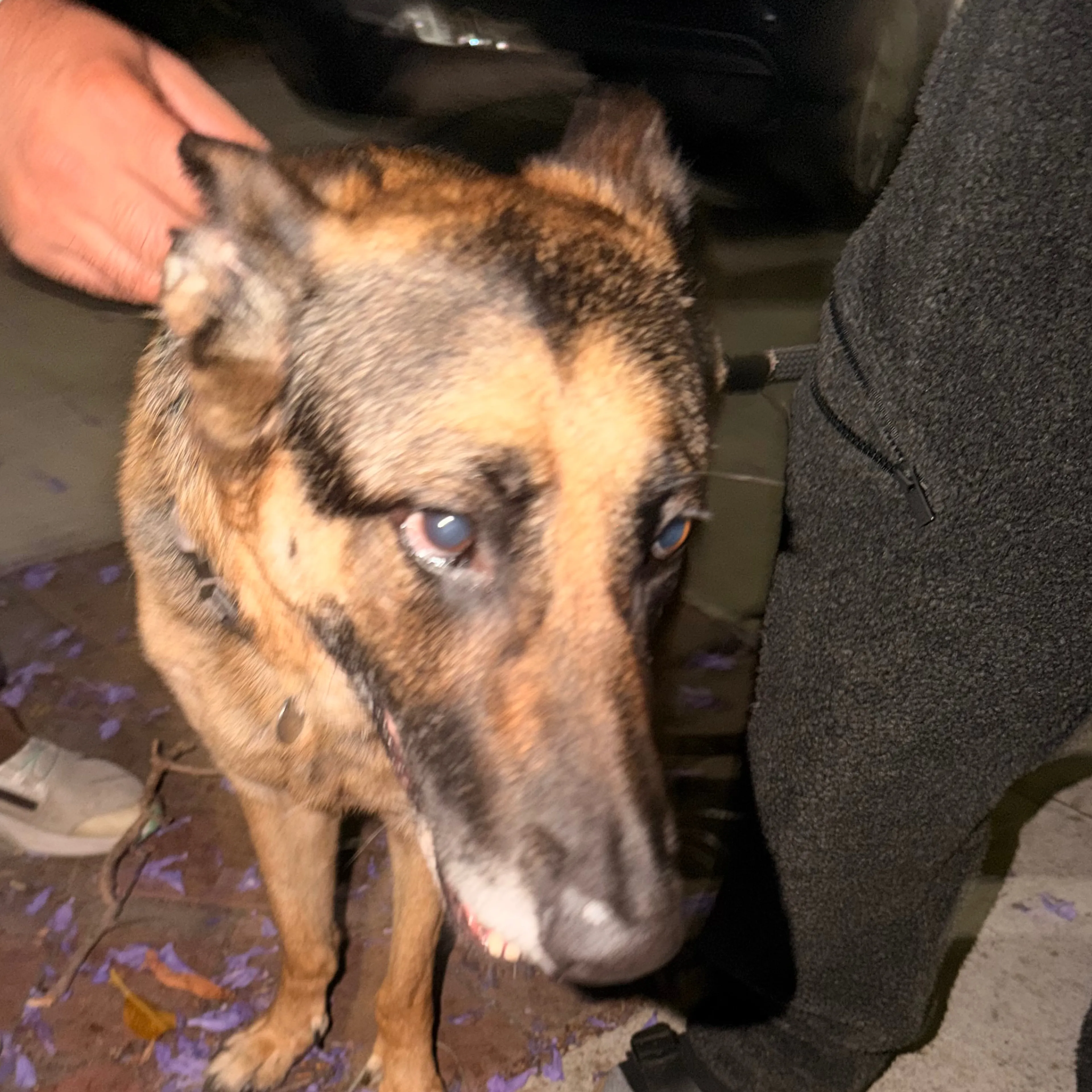 Found pet-2