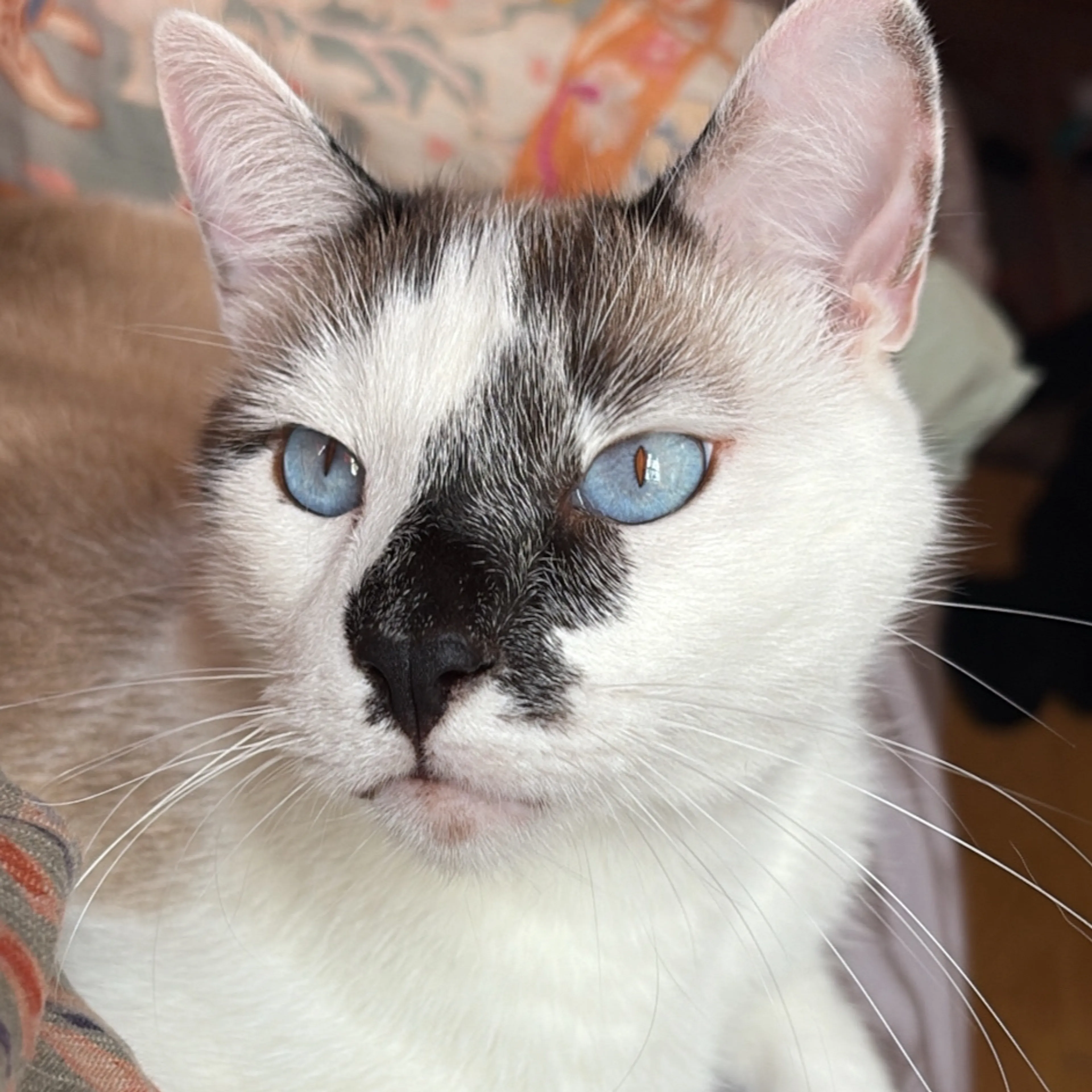 Lost pet-2