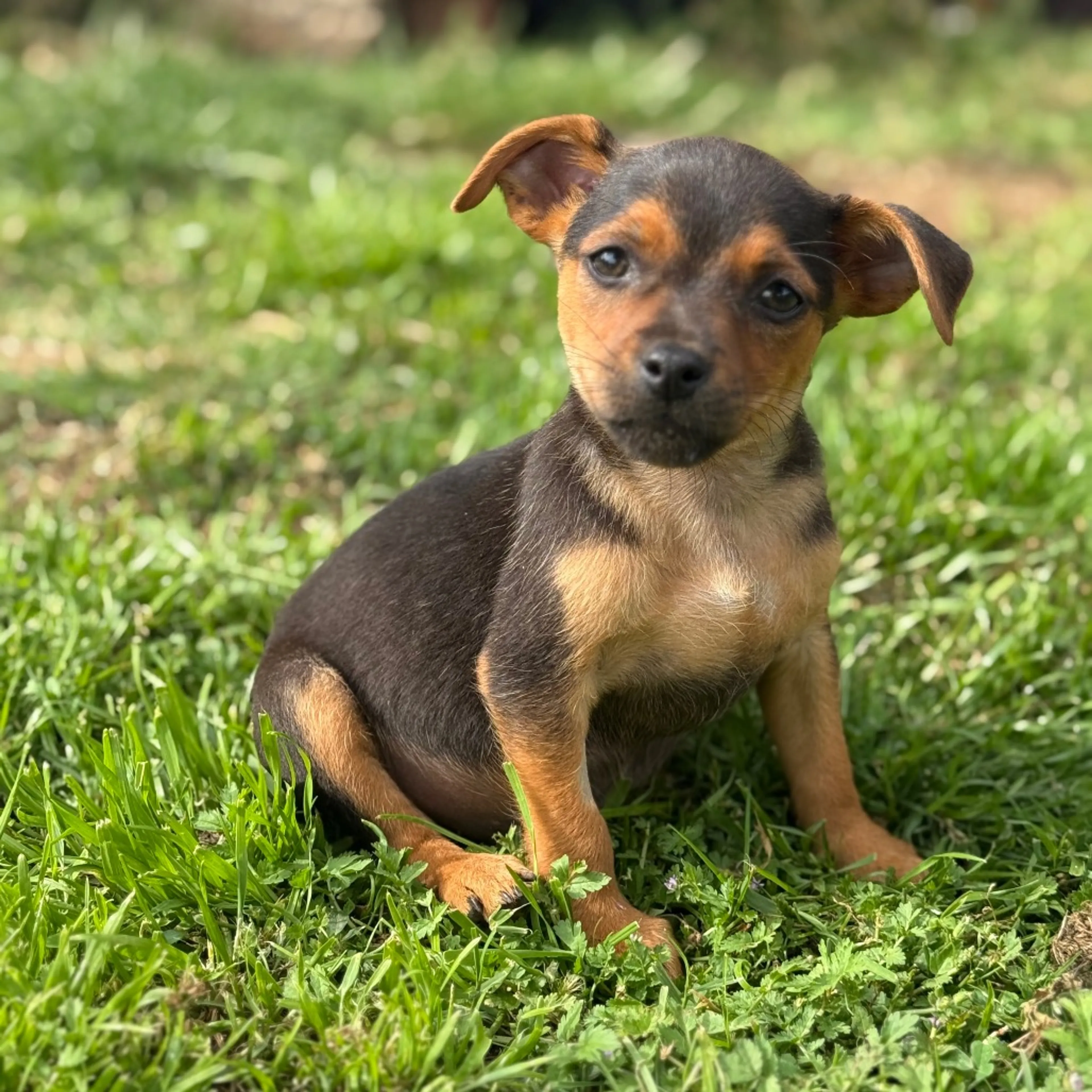 Found pet-2