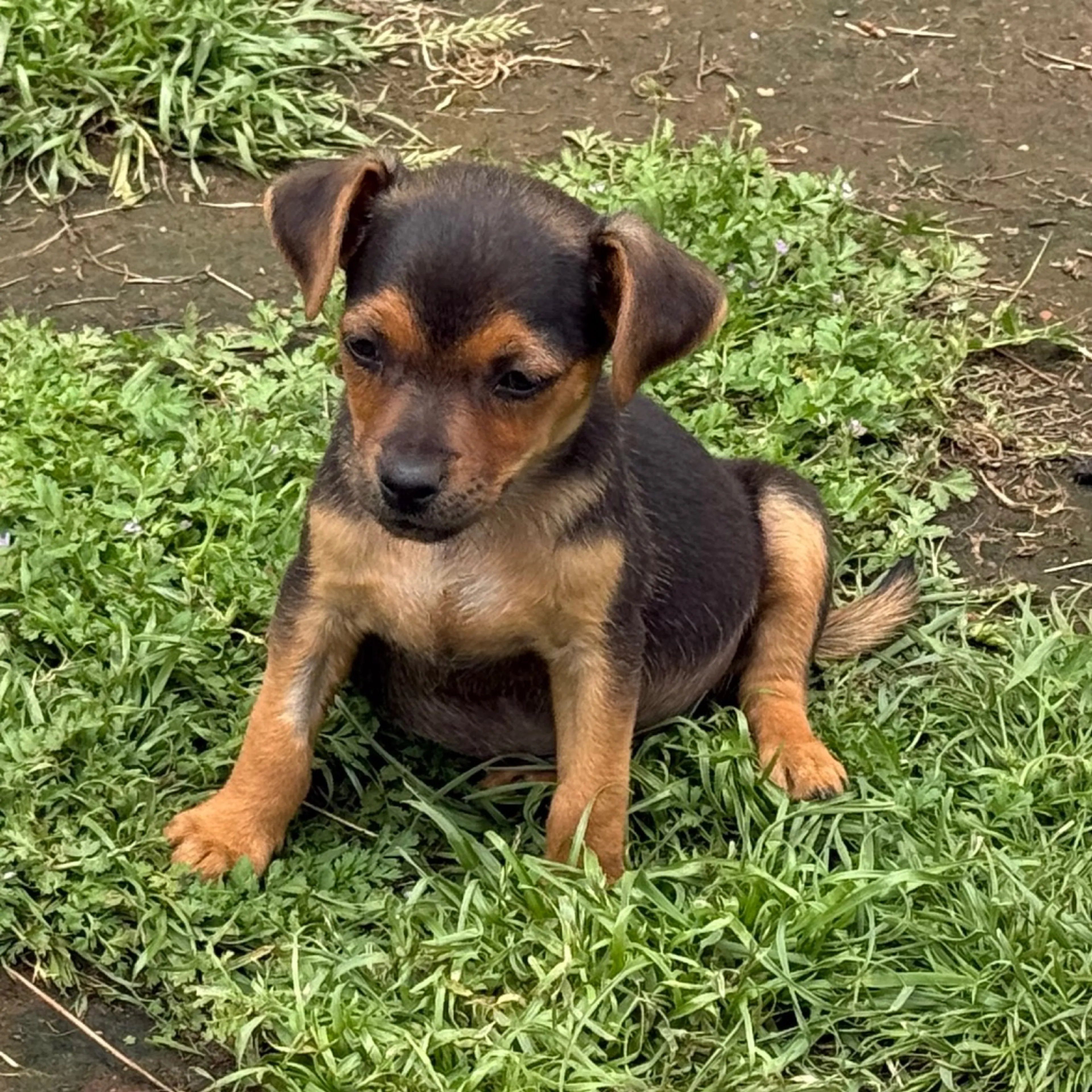 Found pet-1