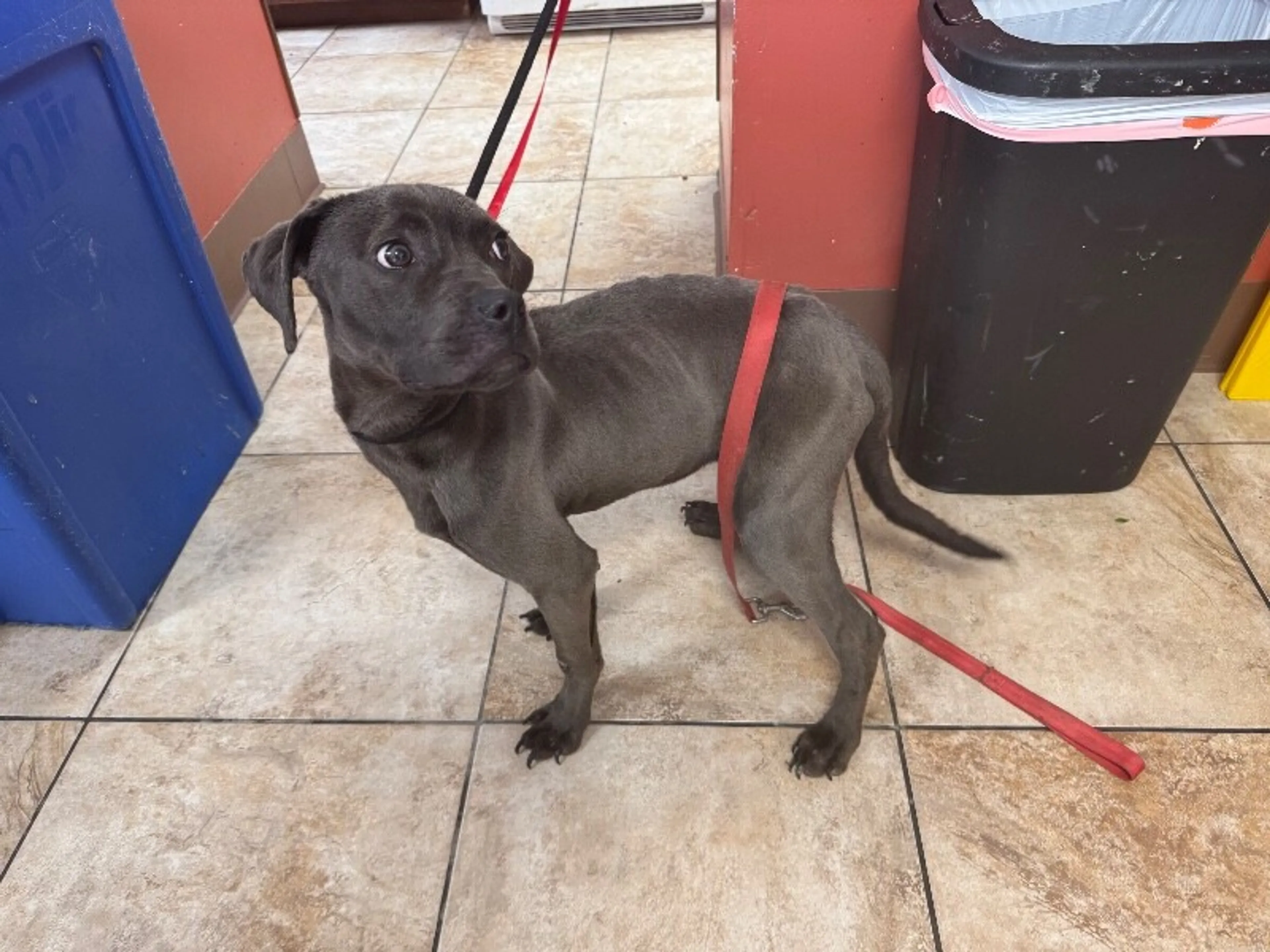 Found pet-1