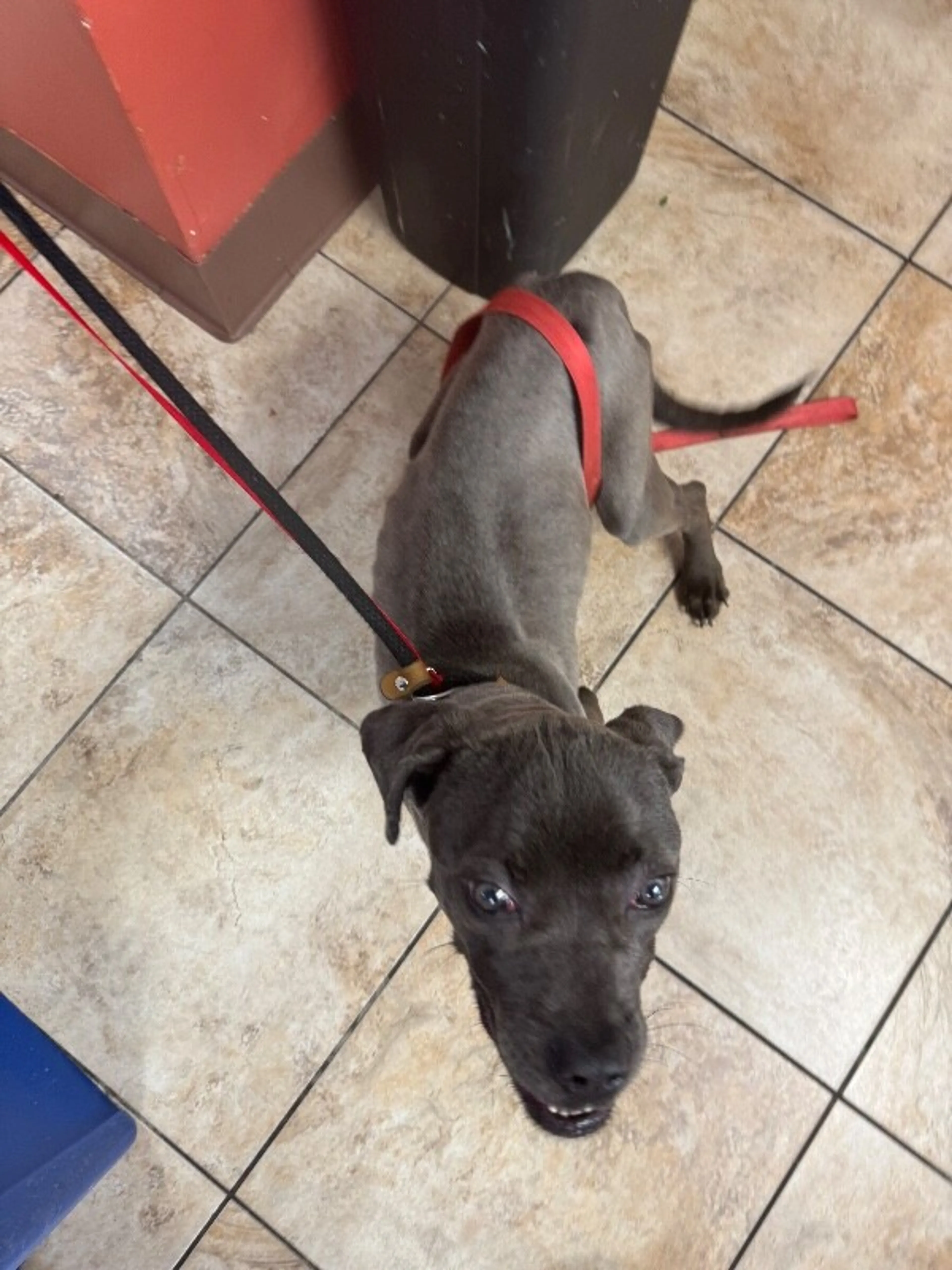 Found pet-2