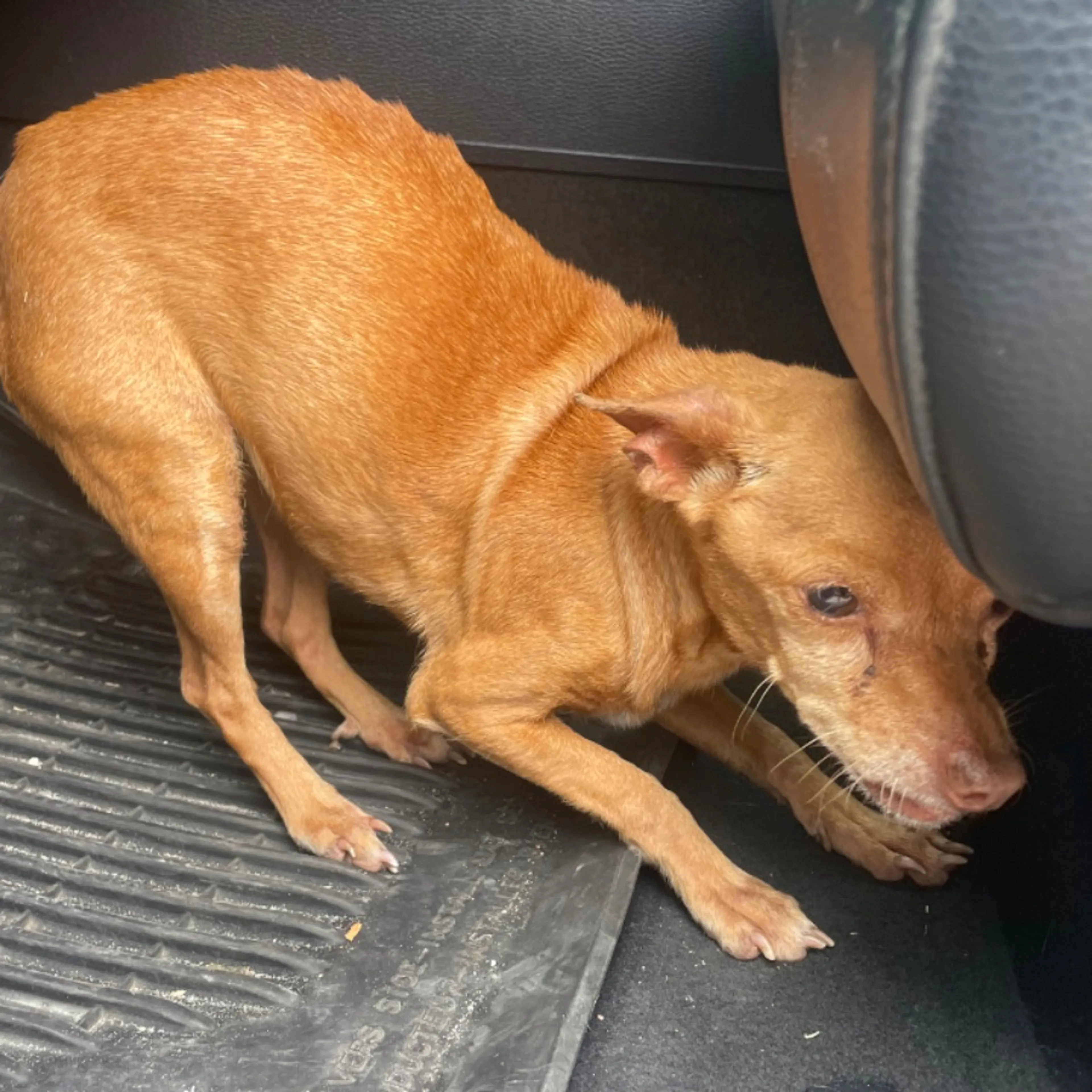 Found pet