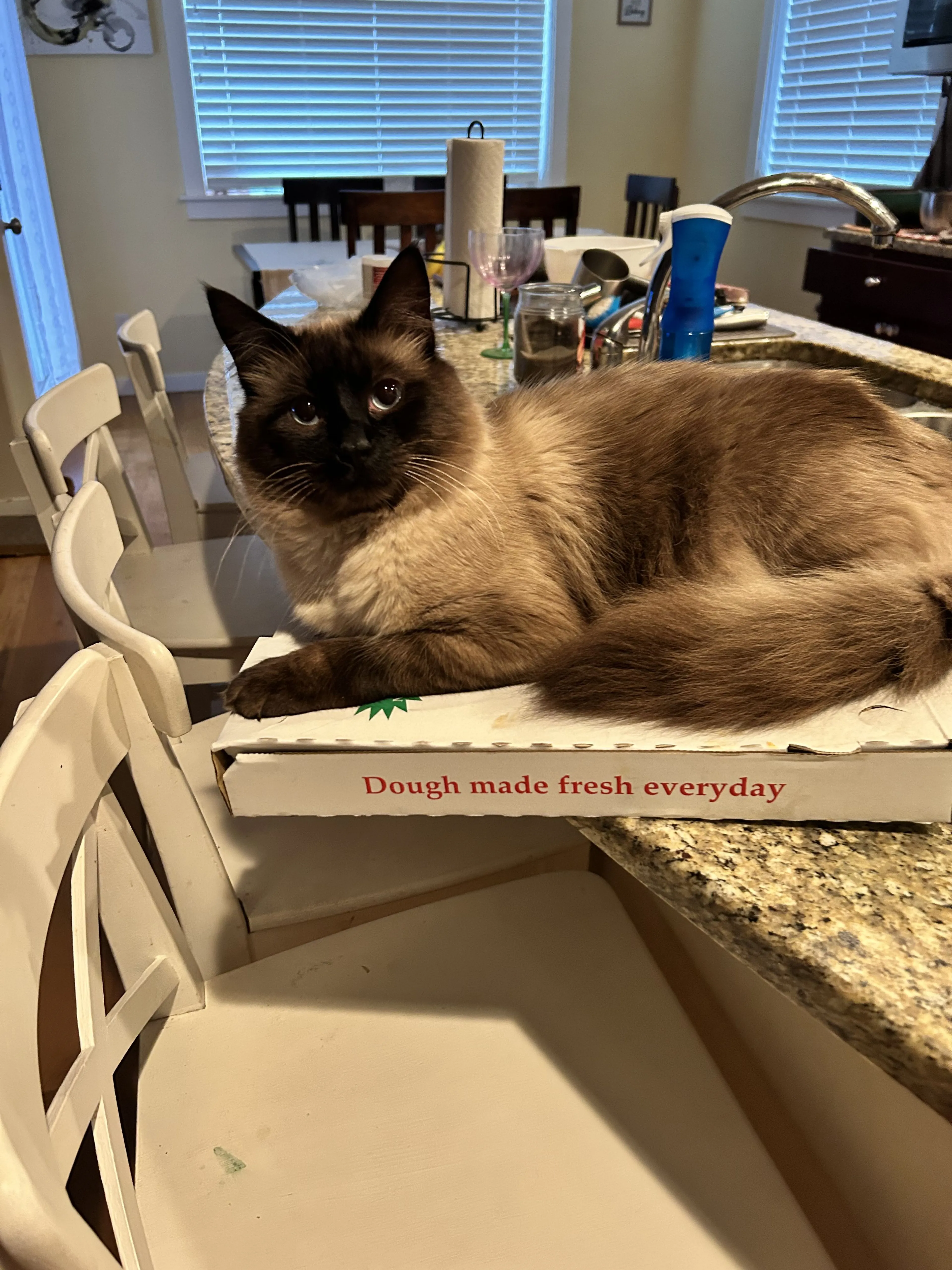 Lost pet
