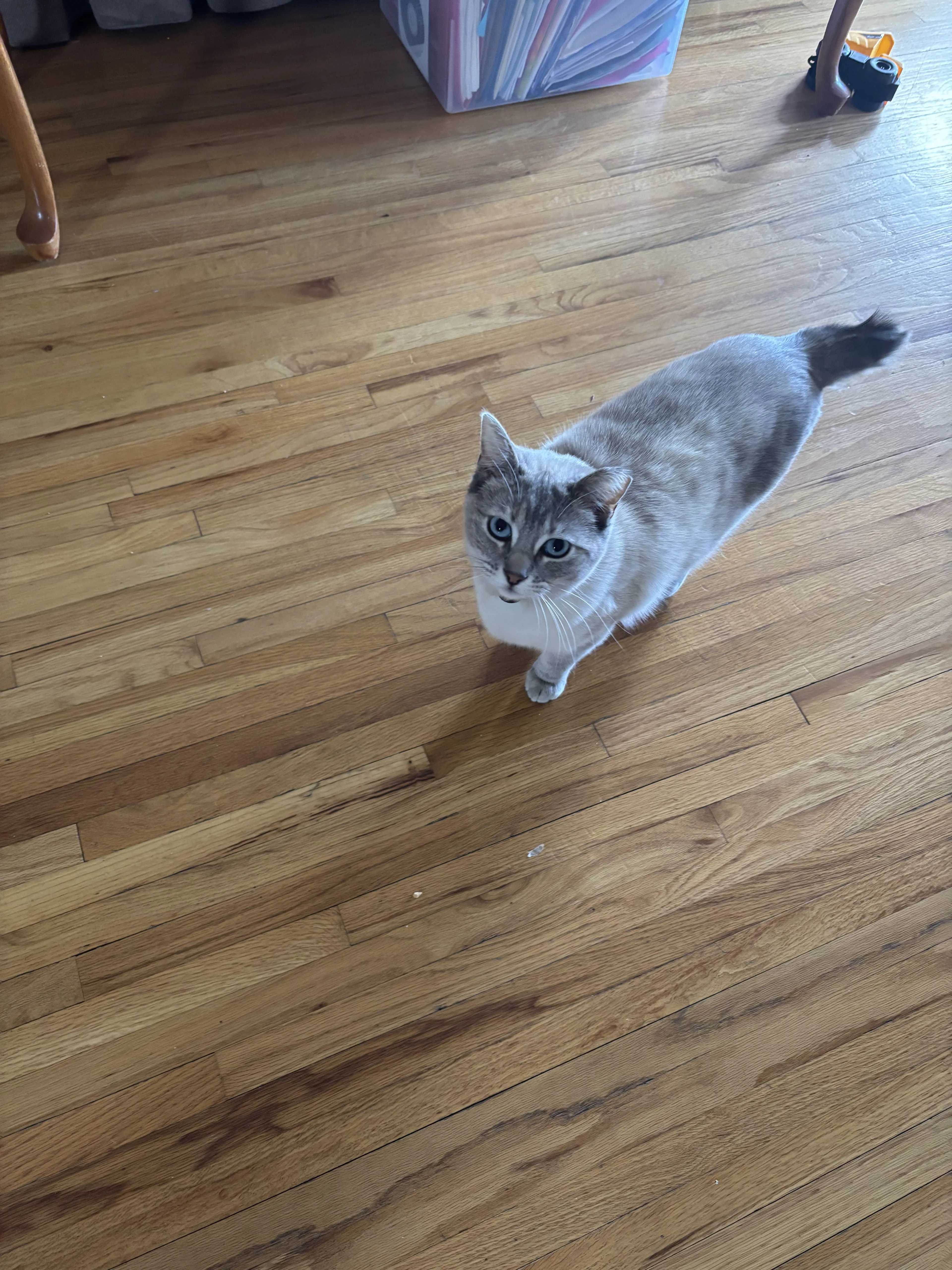 Lost pet