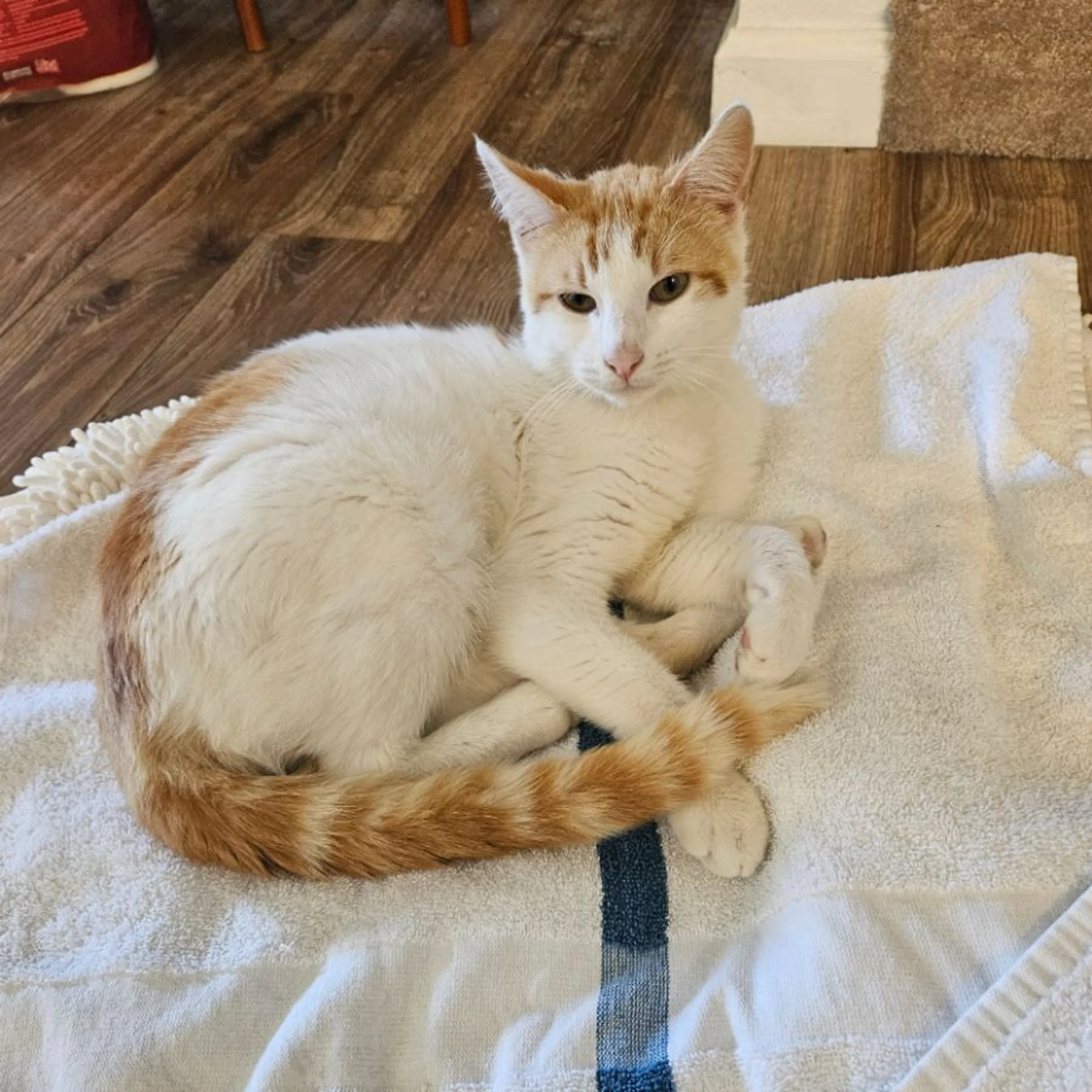 Found pet