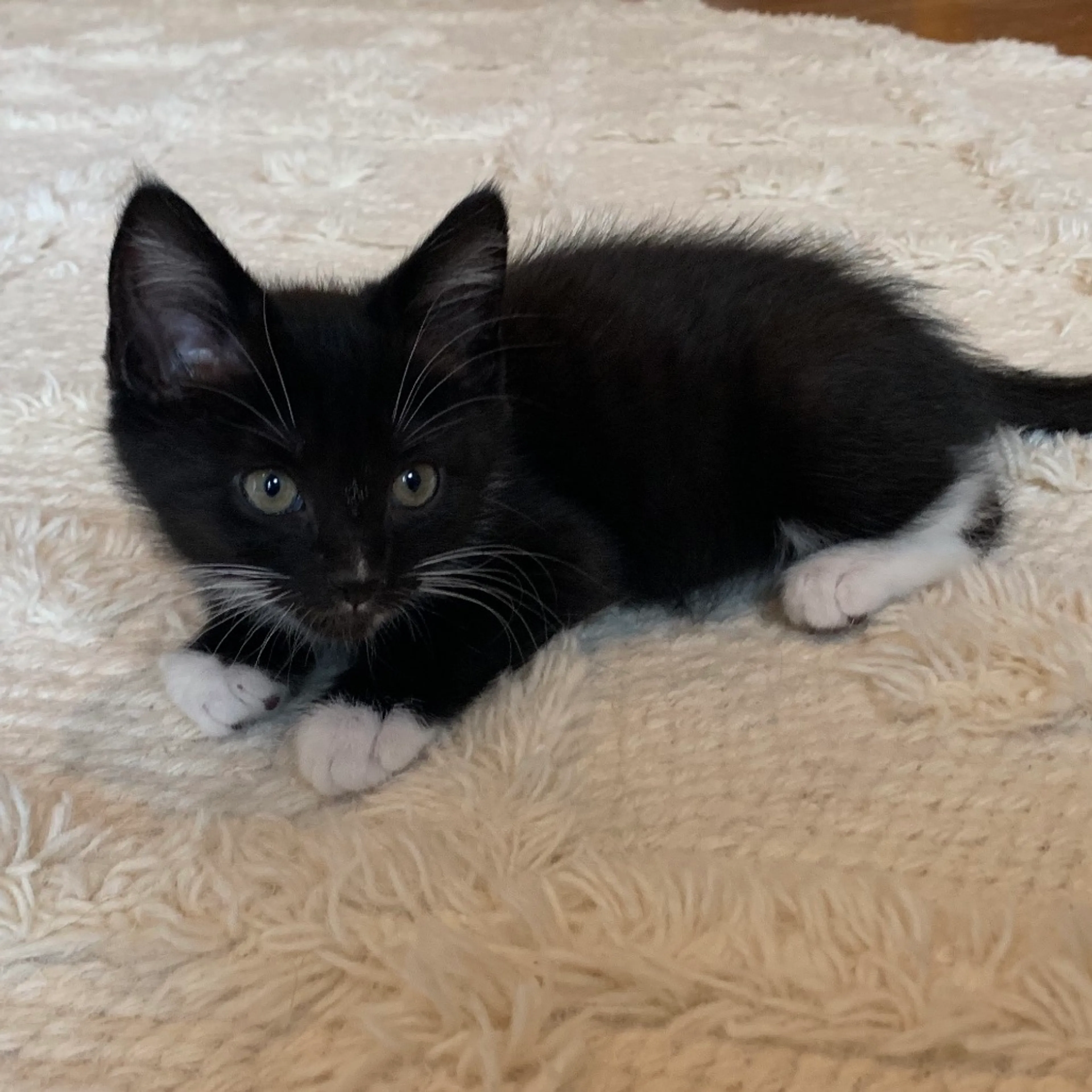 Found pet-7