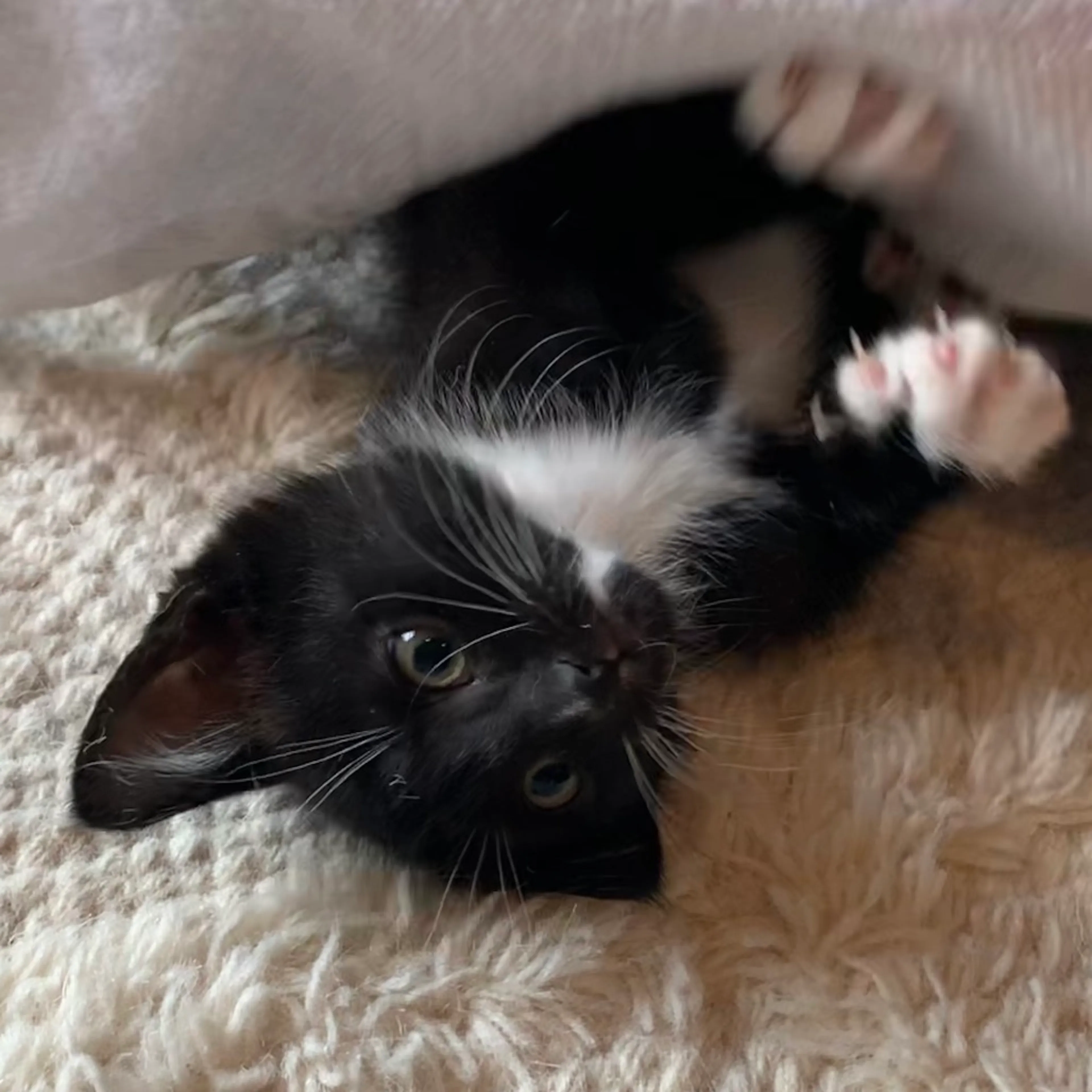 Found pet-5