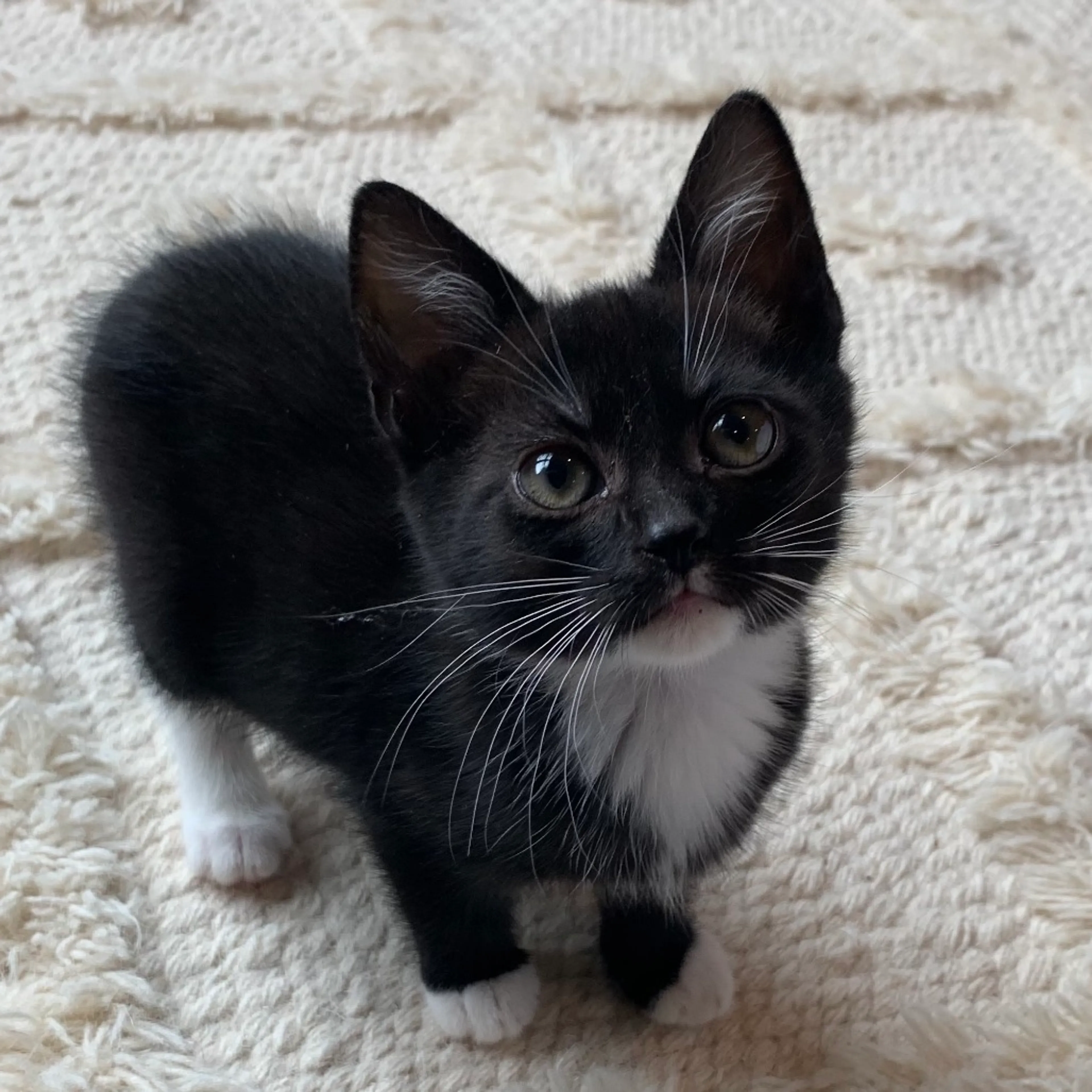 Found pet-6