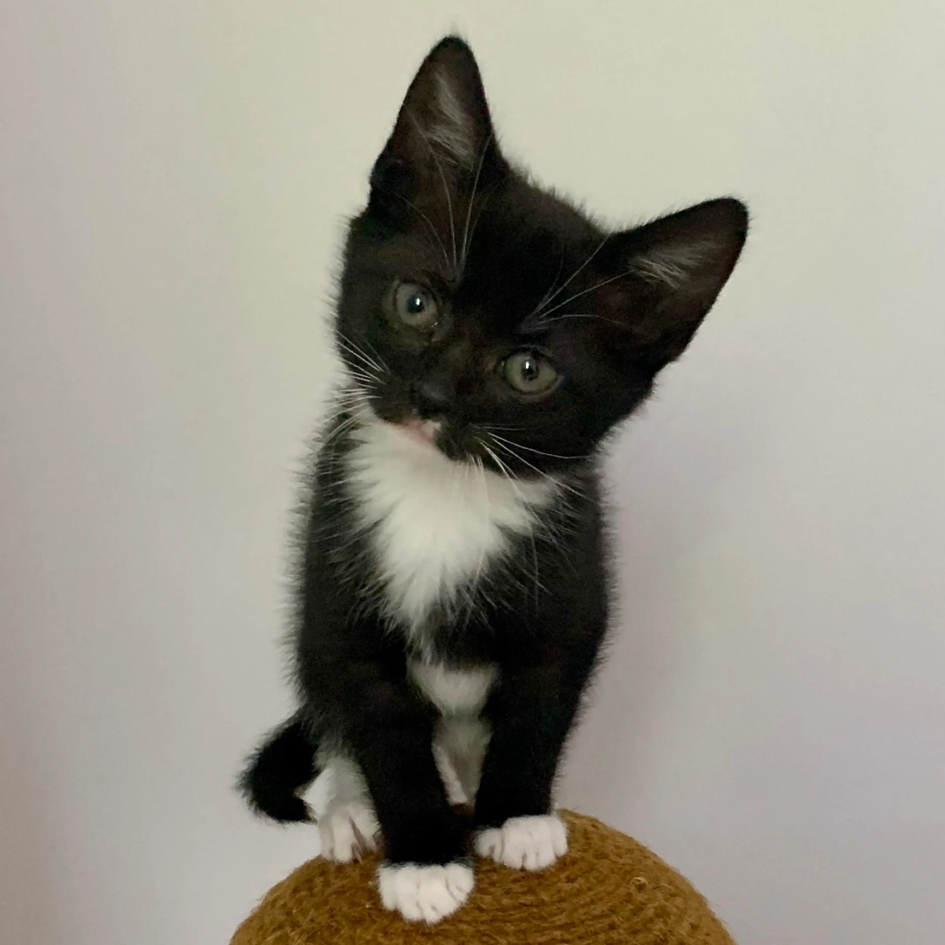 Found pet-8