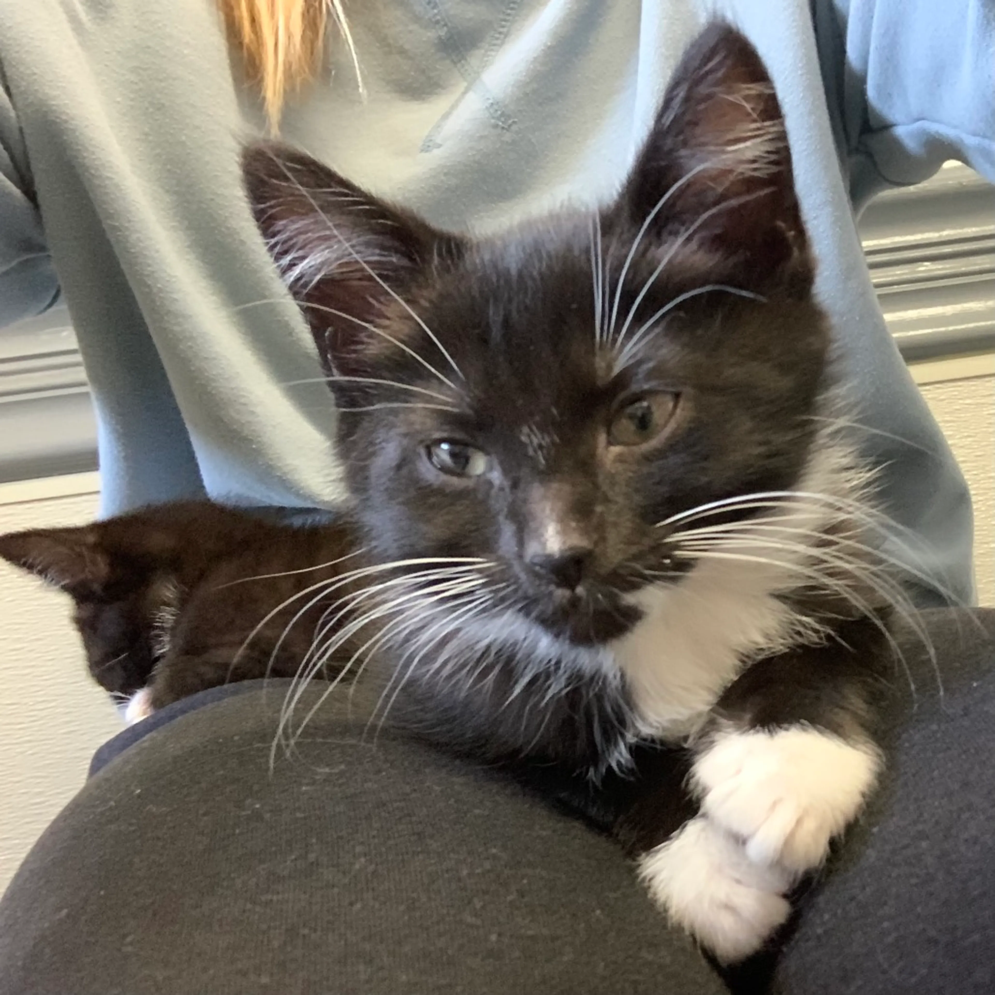 Found pet-3