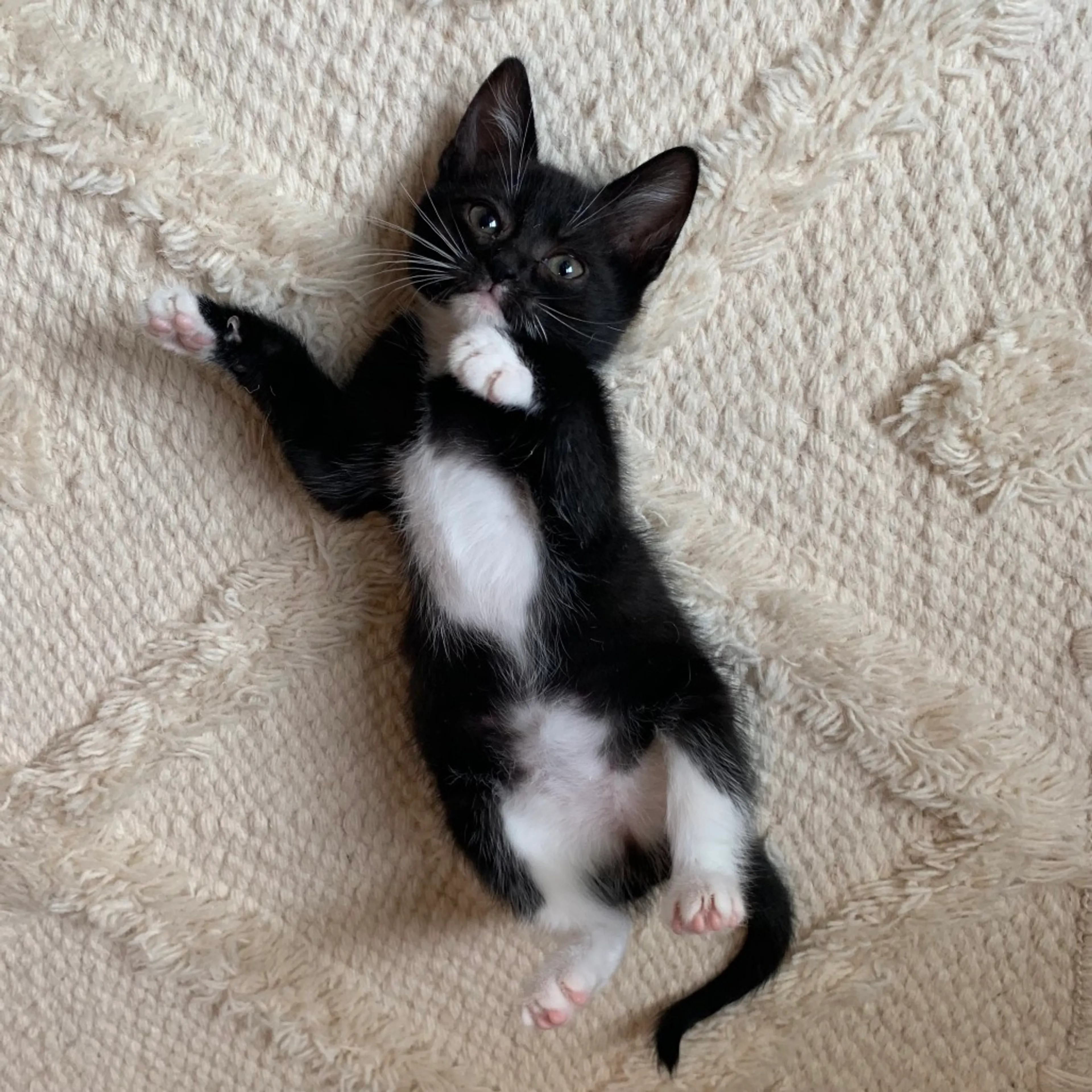 Found pet-0