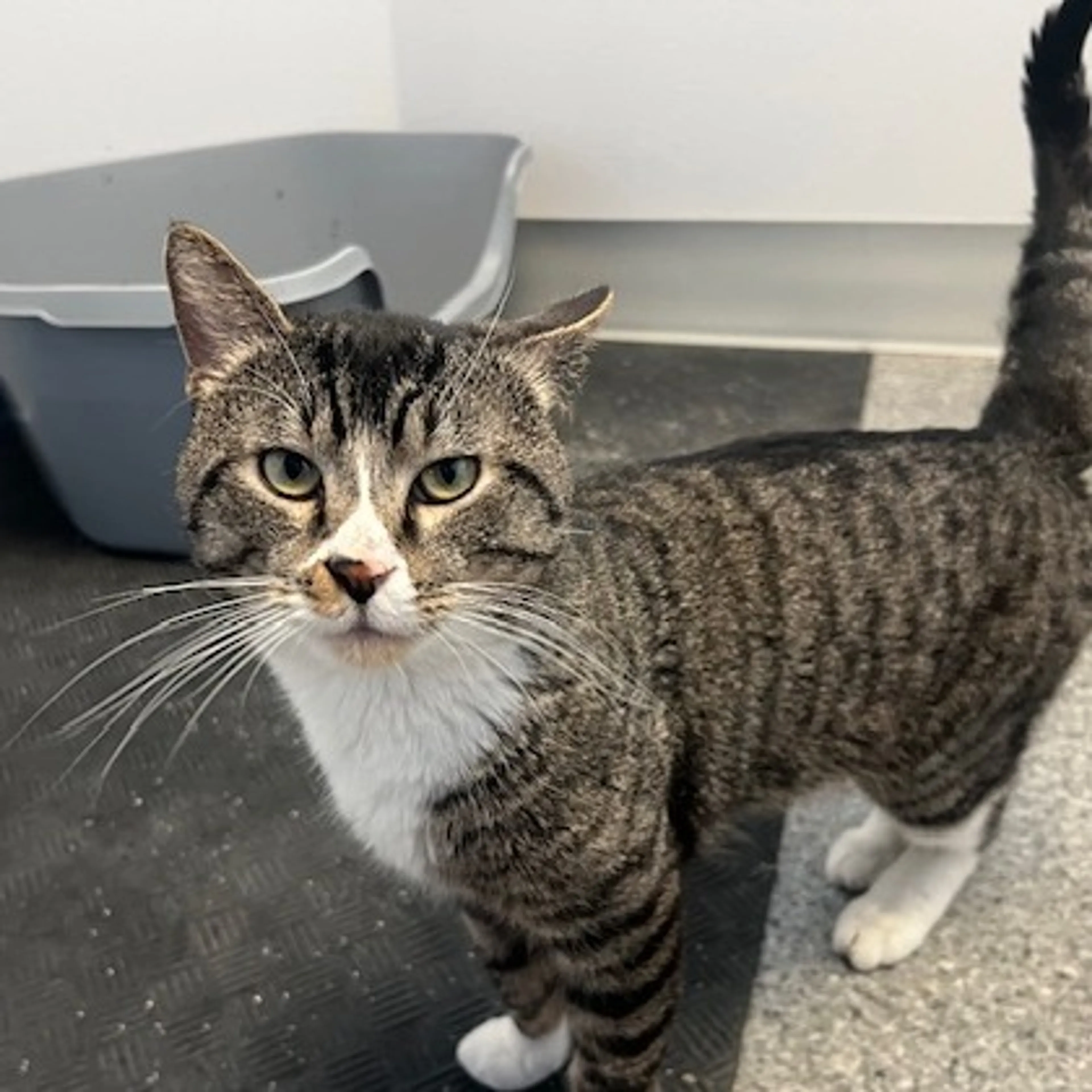 Found pet-5