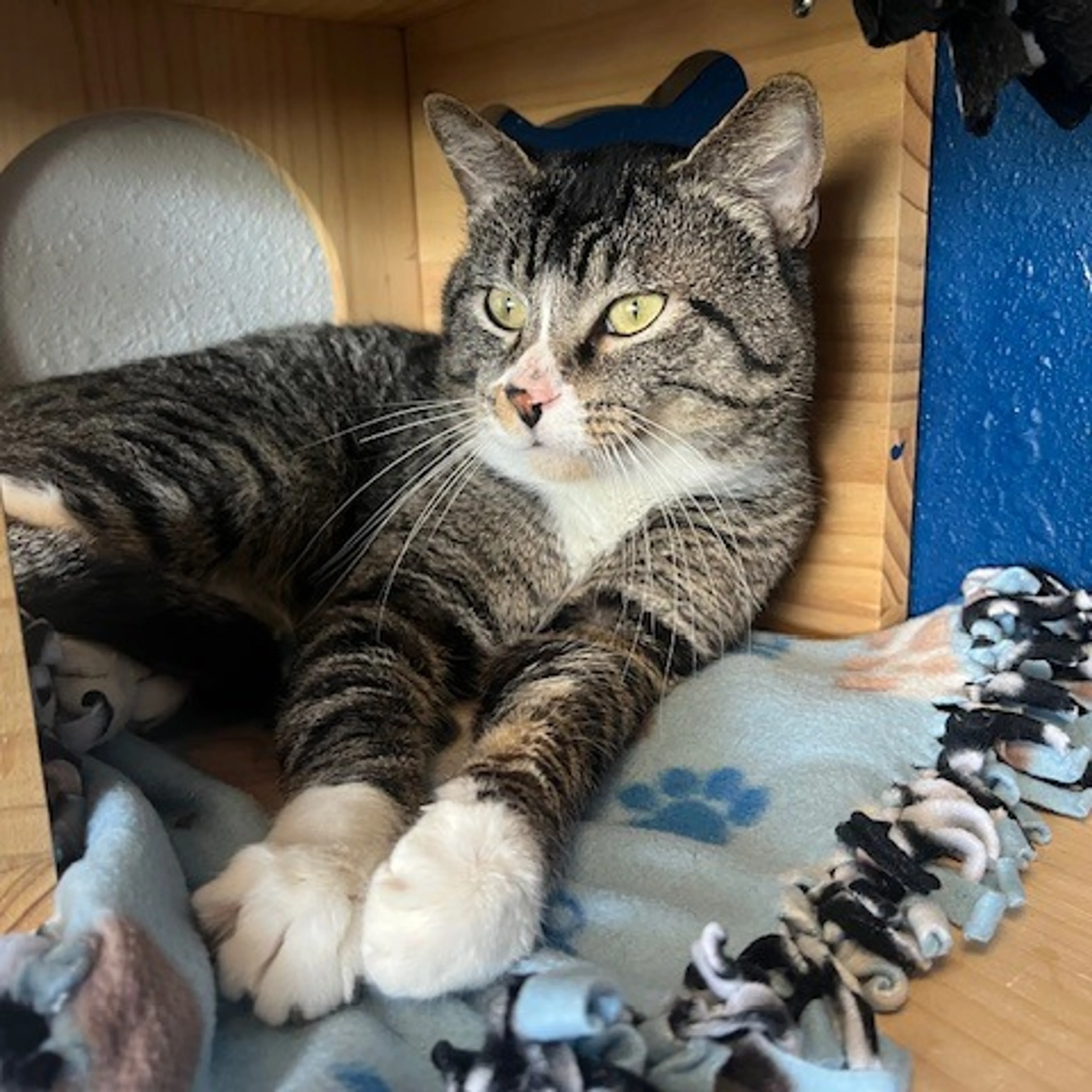 Found pet-4
