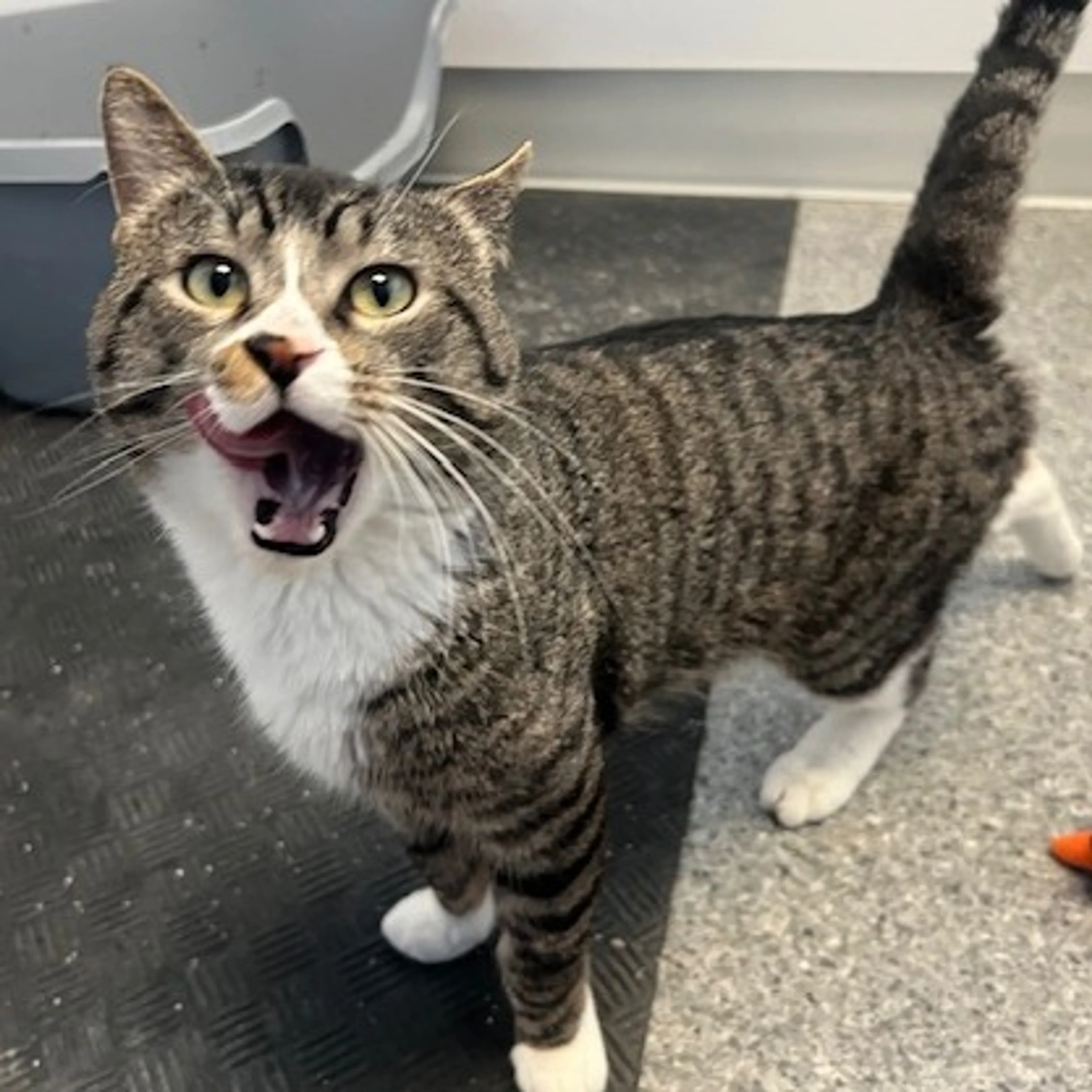 Found pet-6