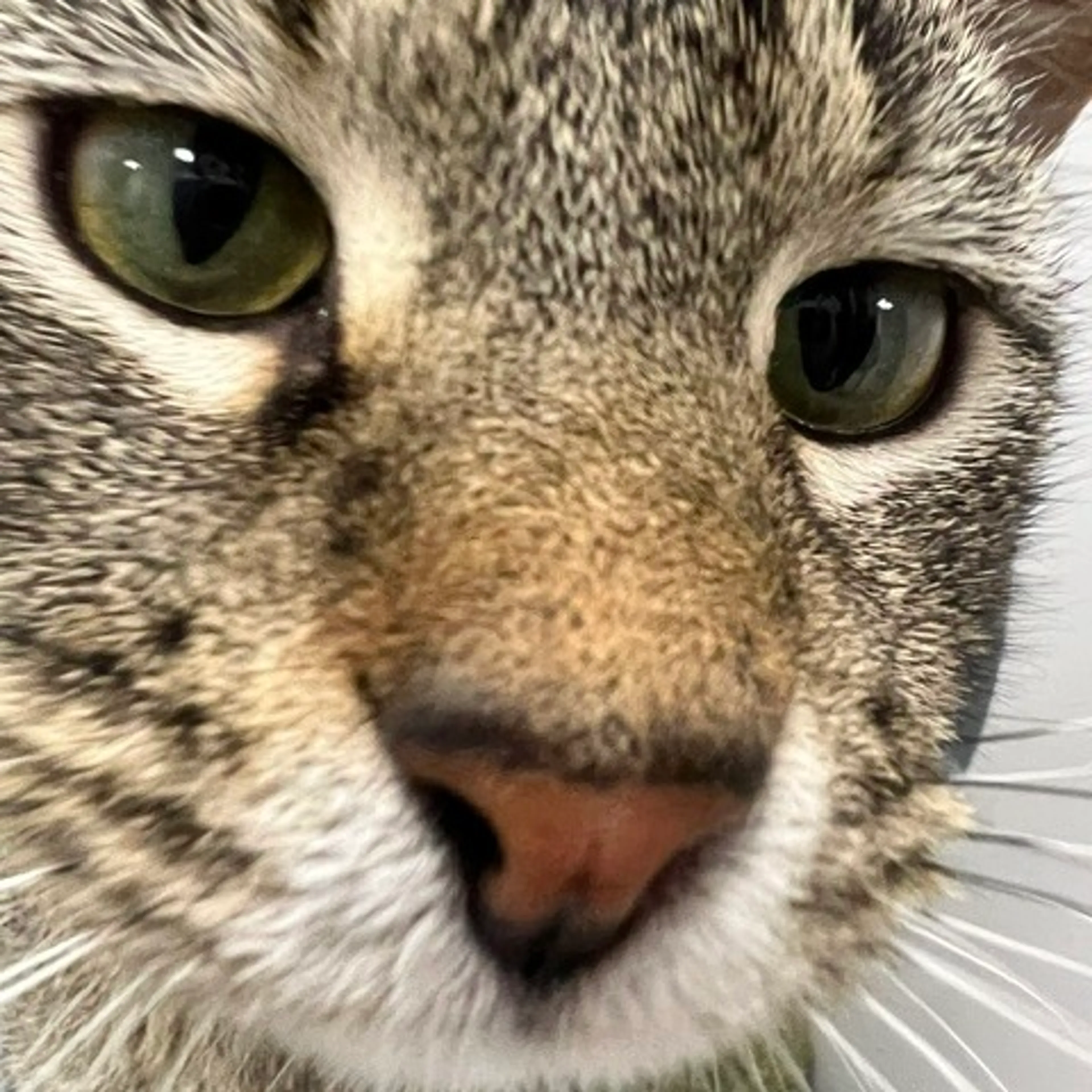 Found pet-6