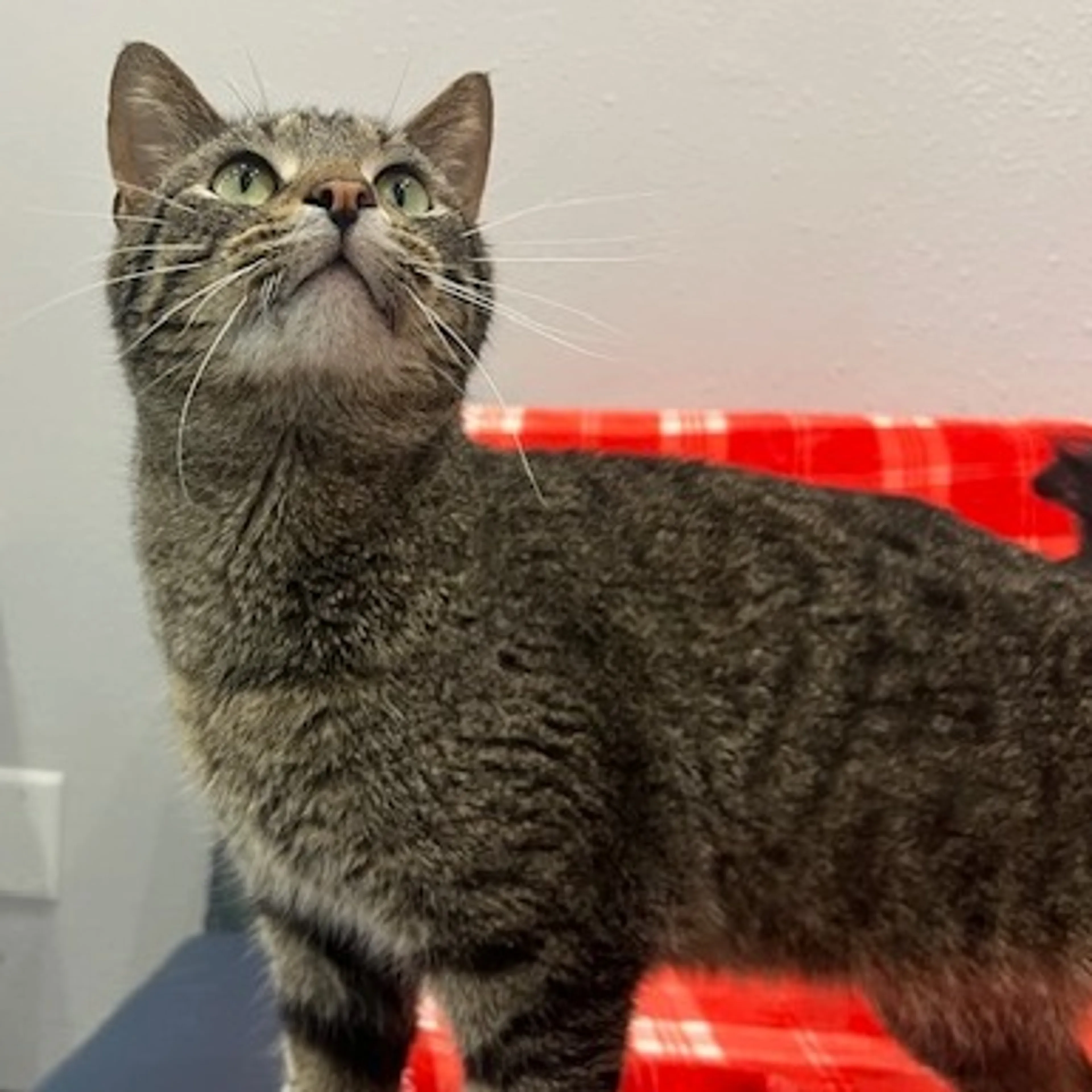 Found pet-2