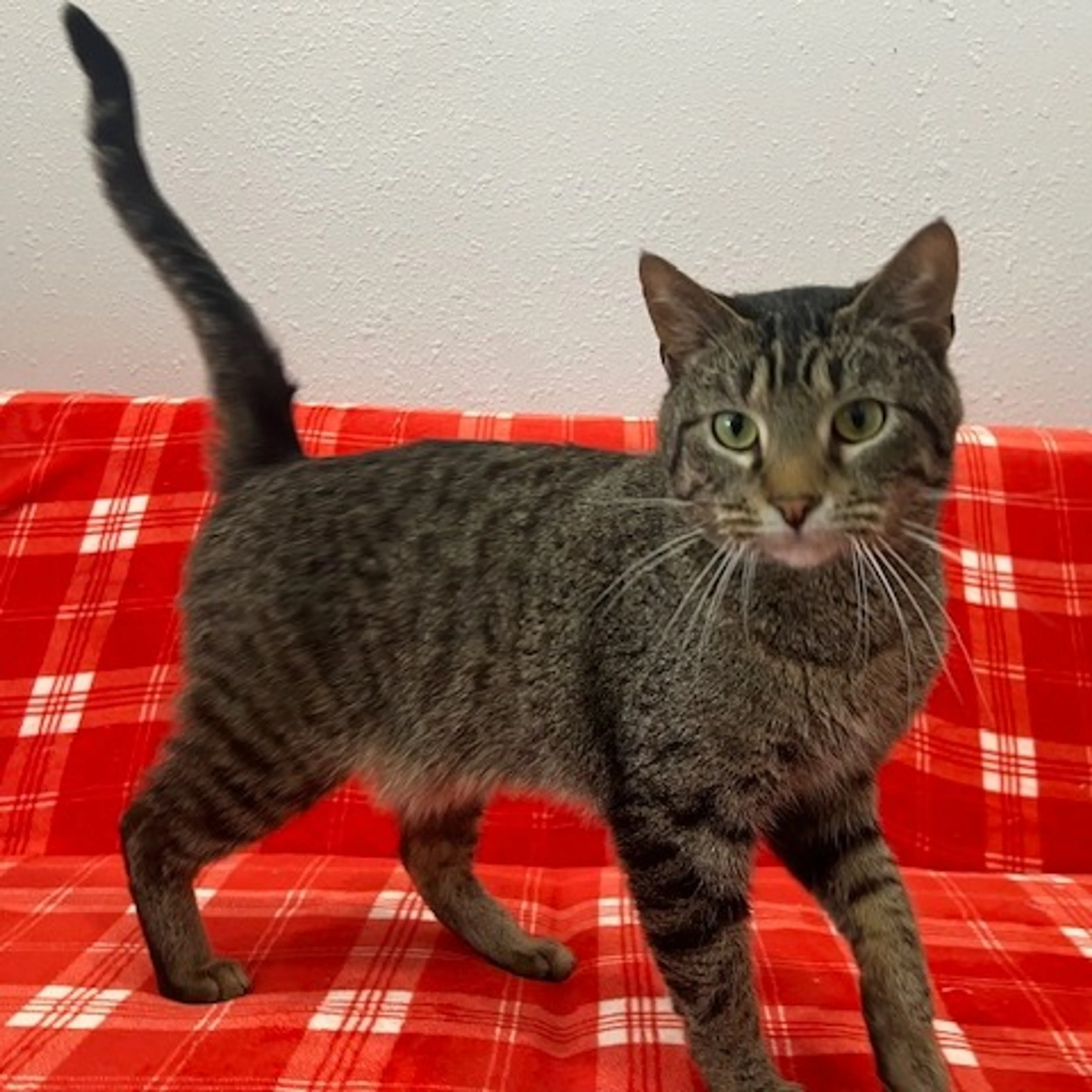 Found pet-1