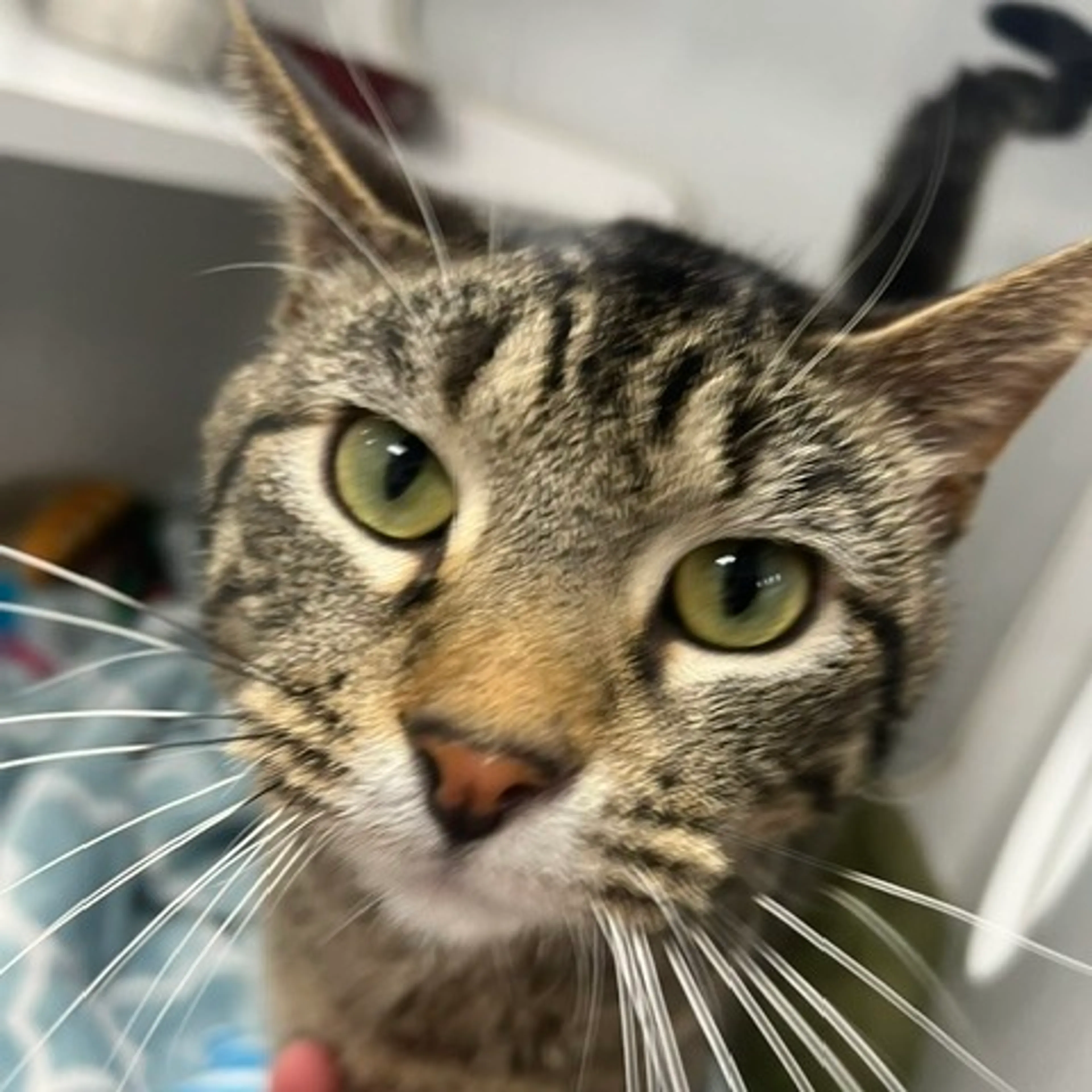 Found pet-5