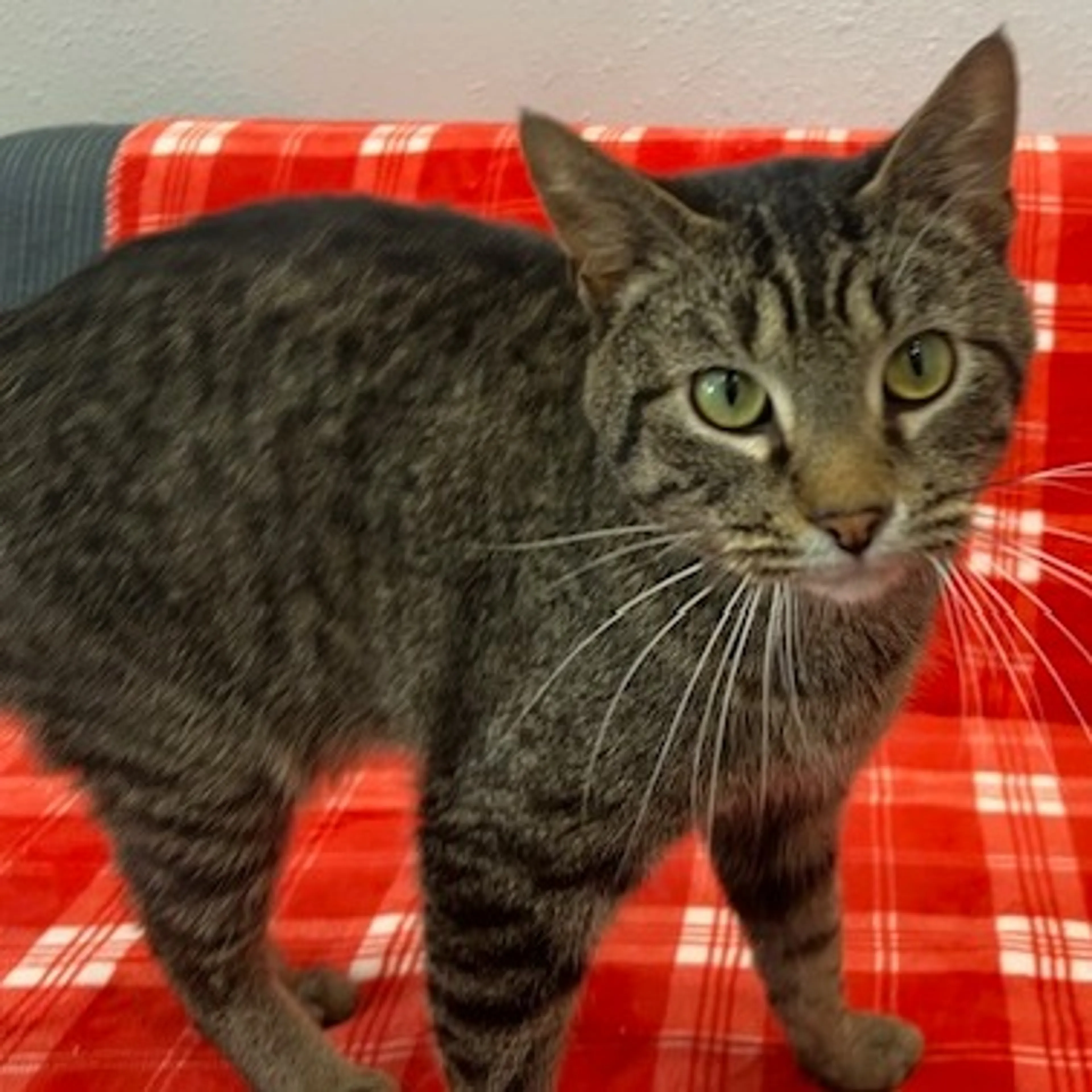 Found pet-3