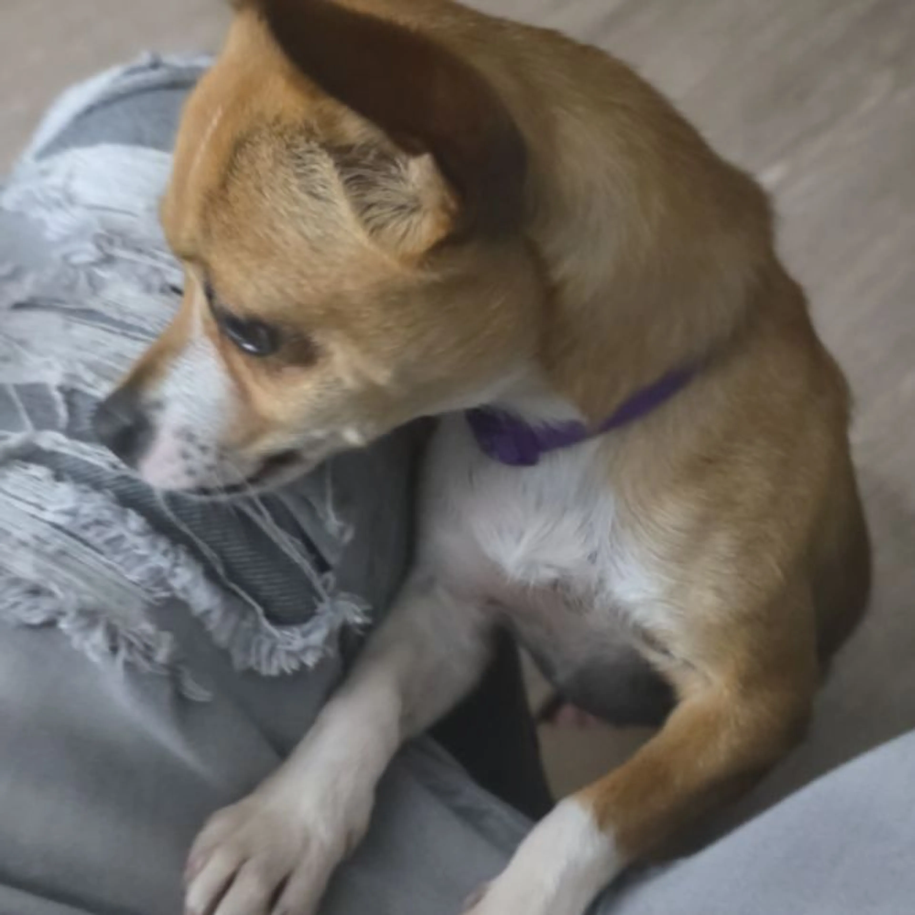 Lost pet