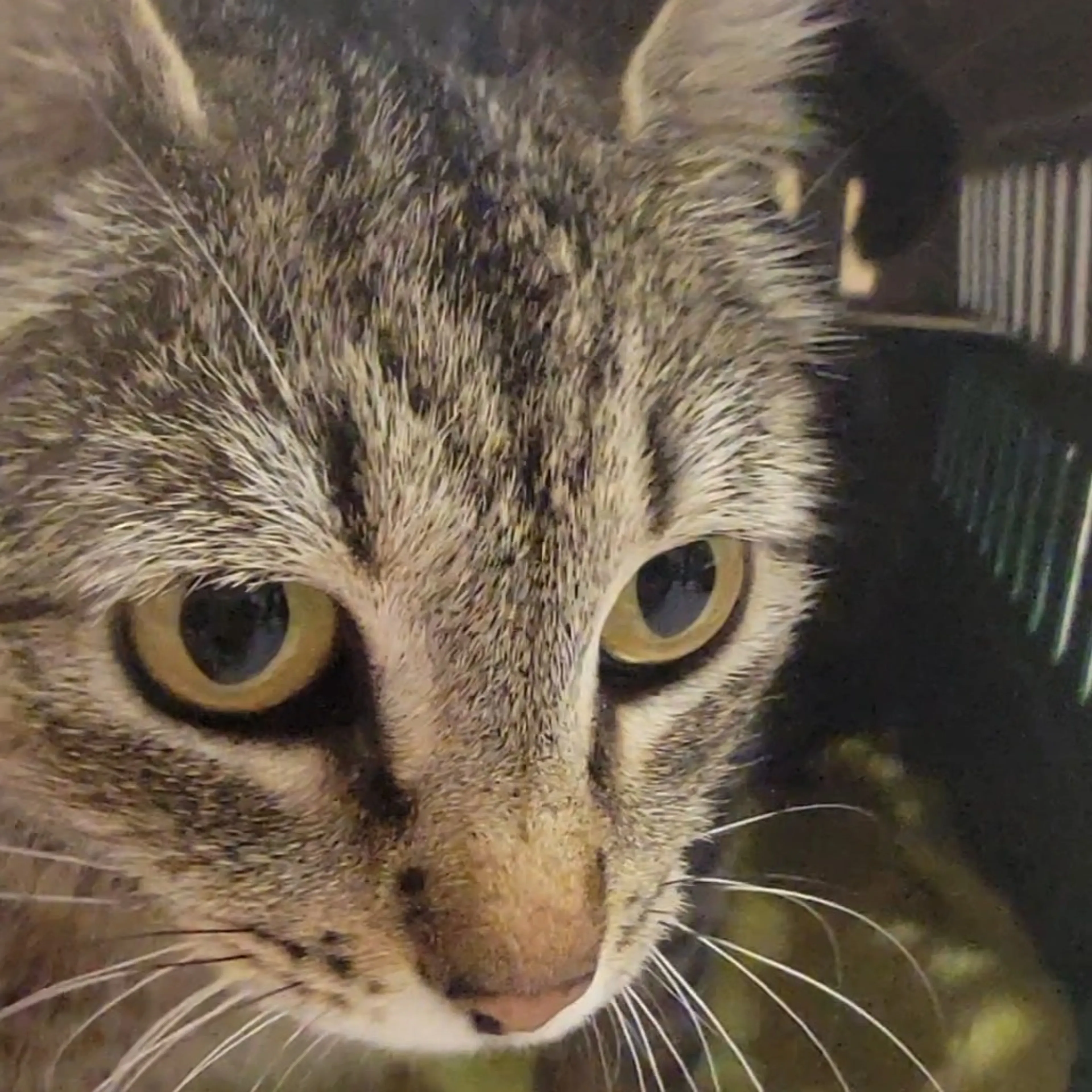 Found pet-1