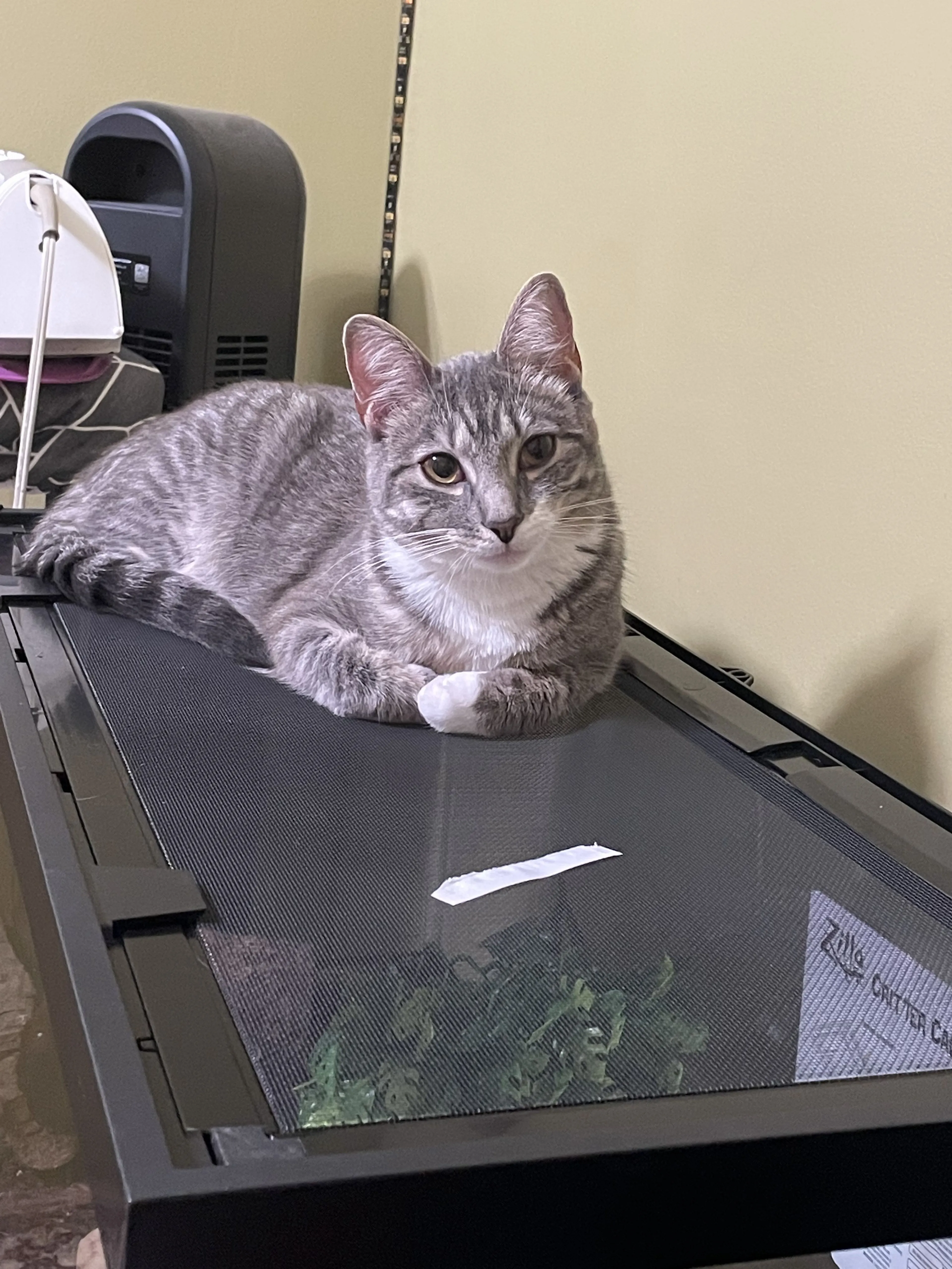 Lost pet