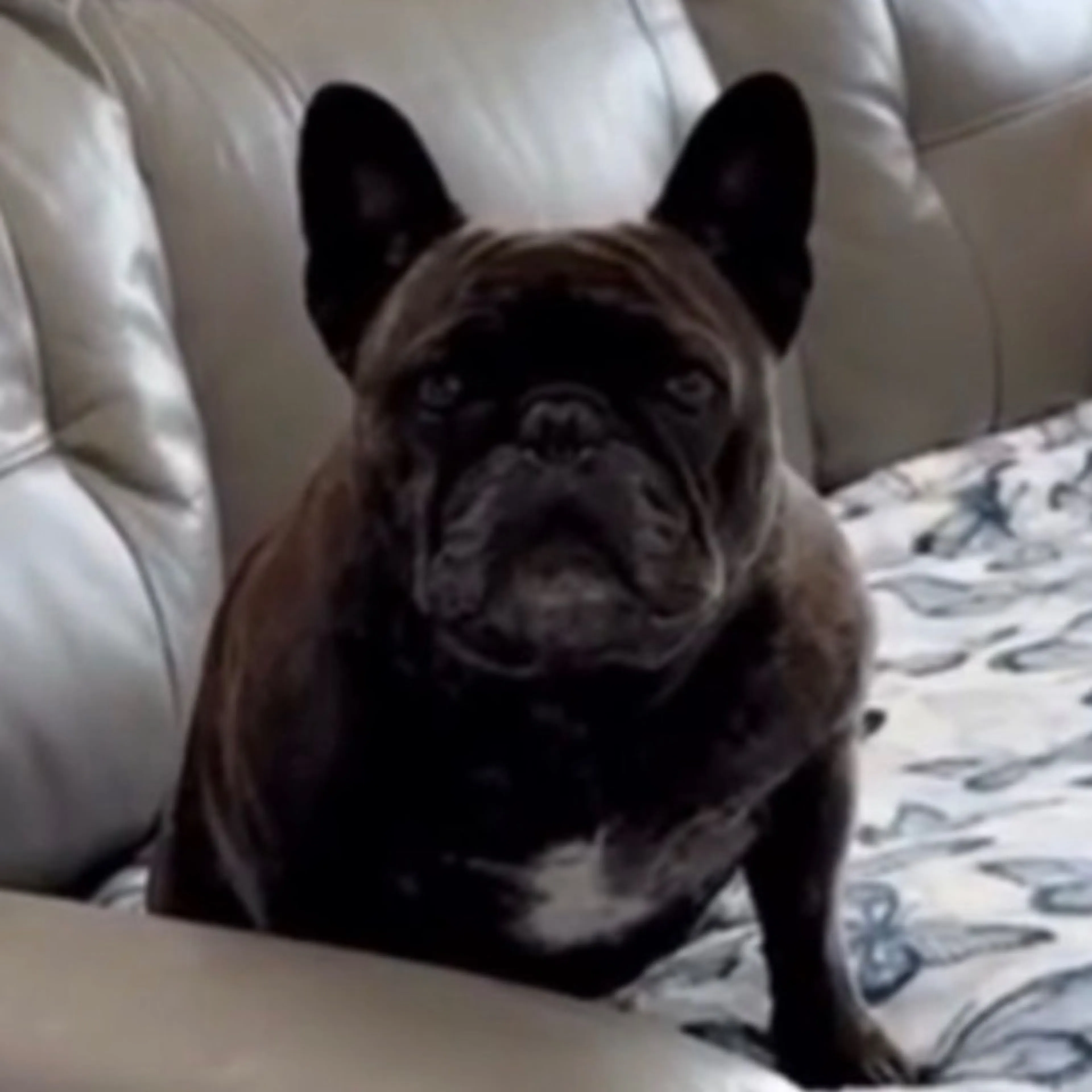 Lost pet