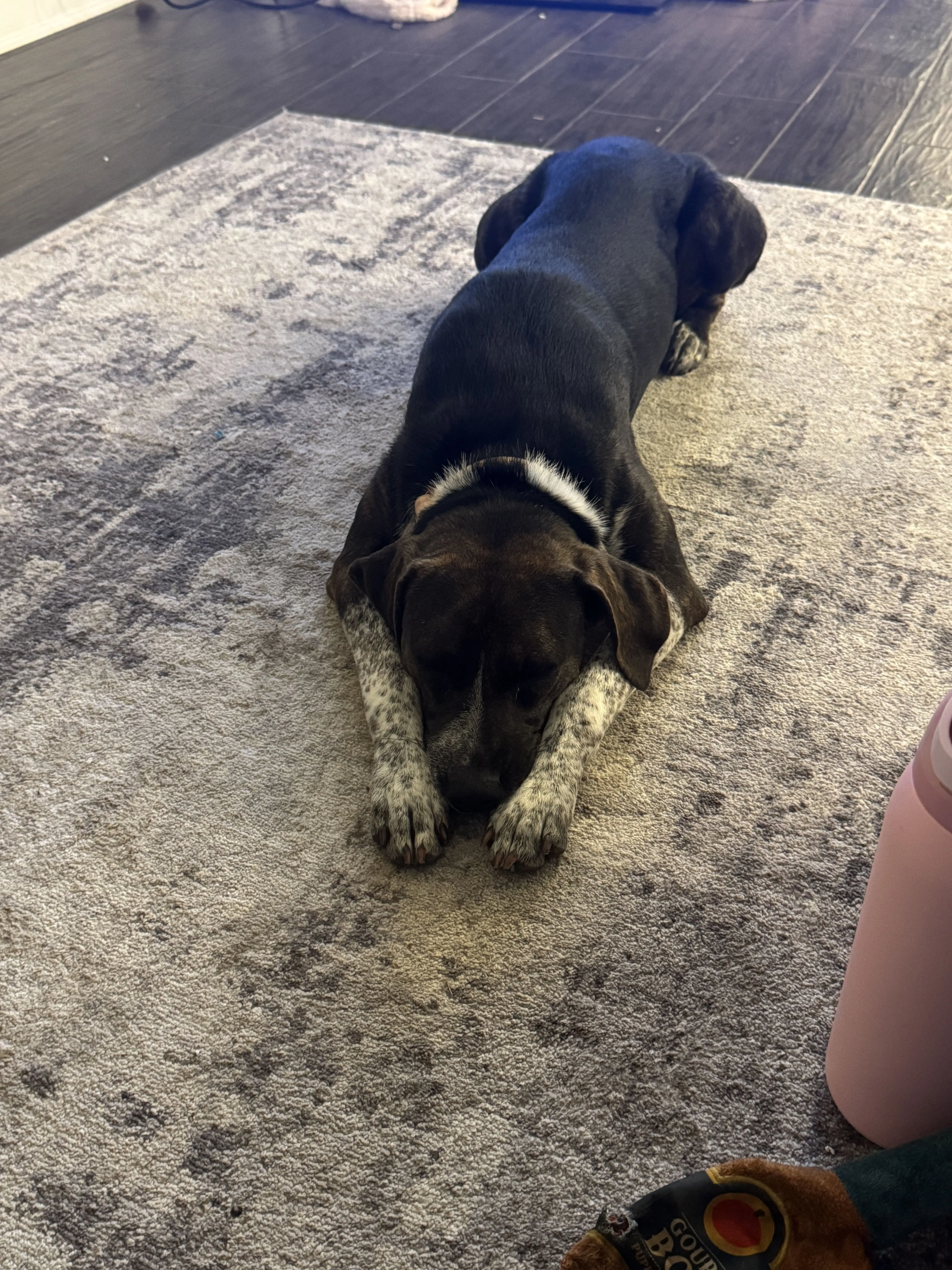 Lost pet-0