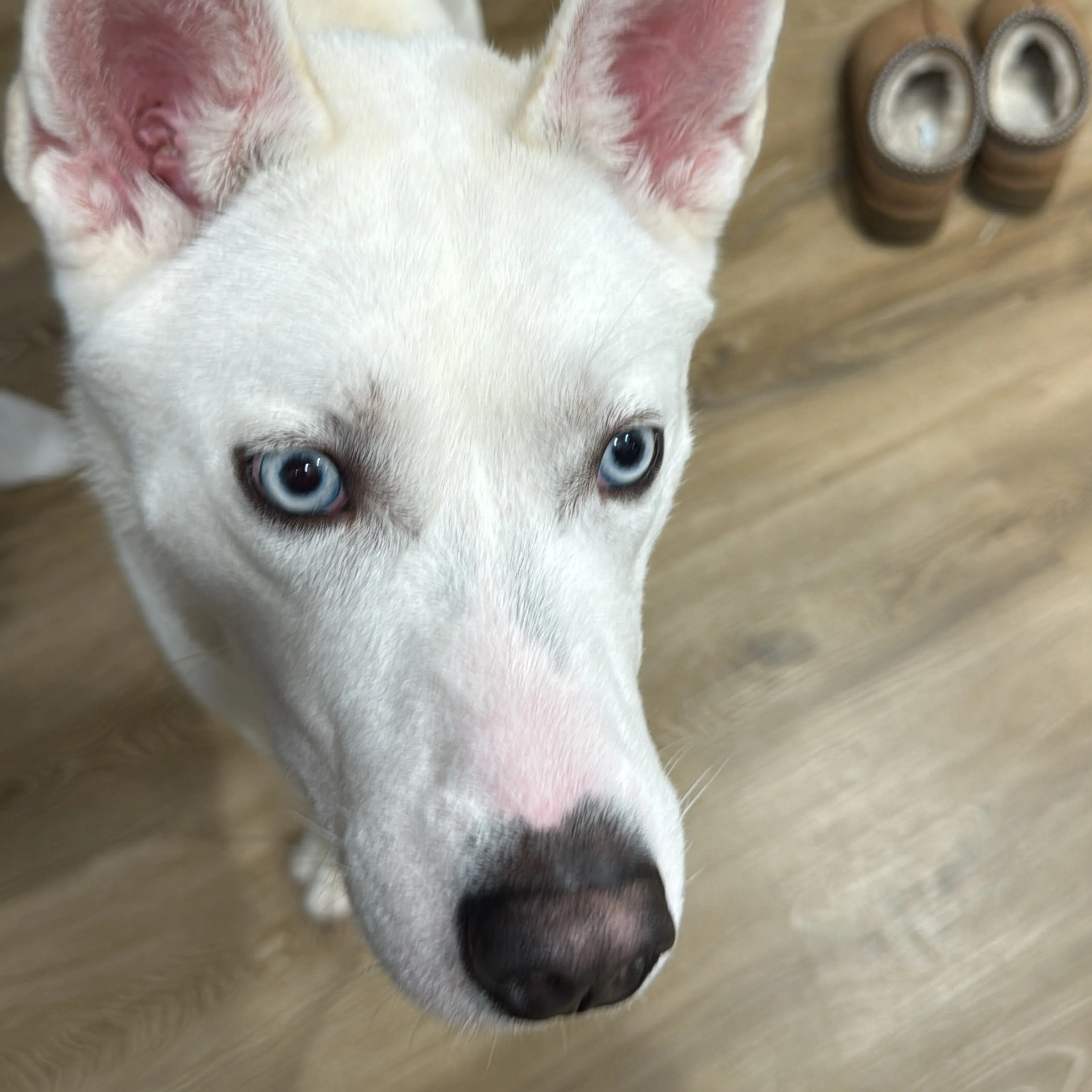 Lost pet